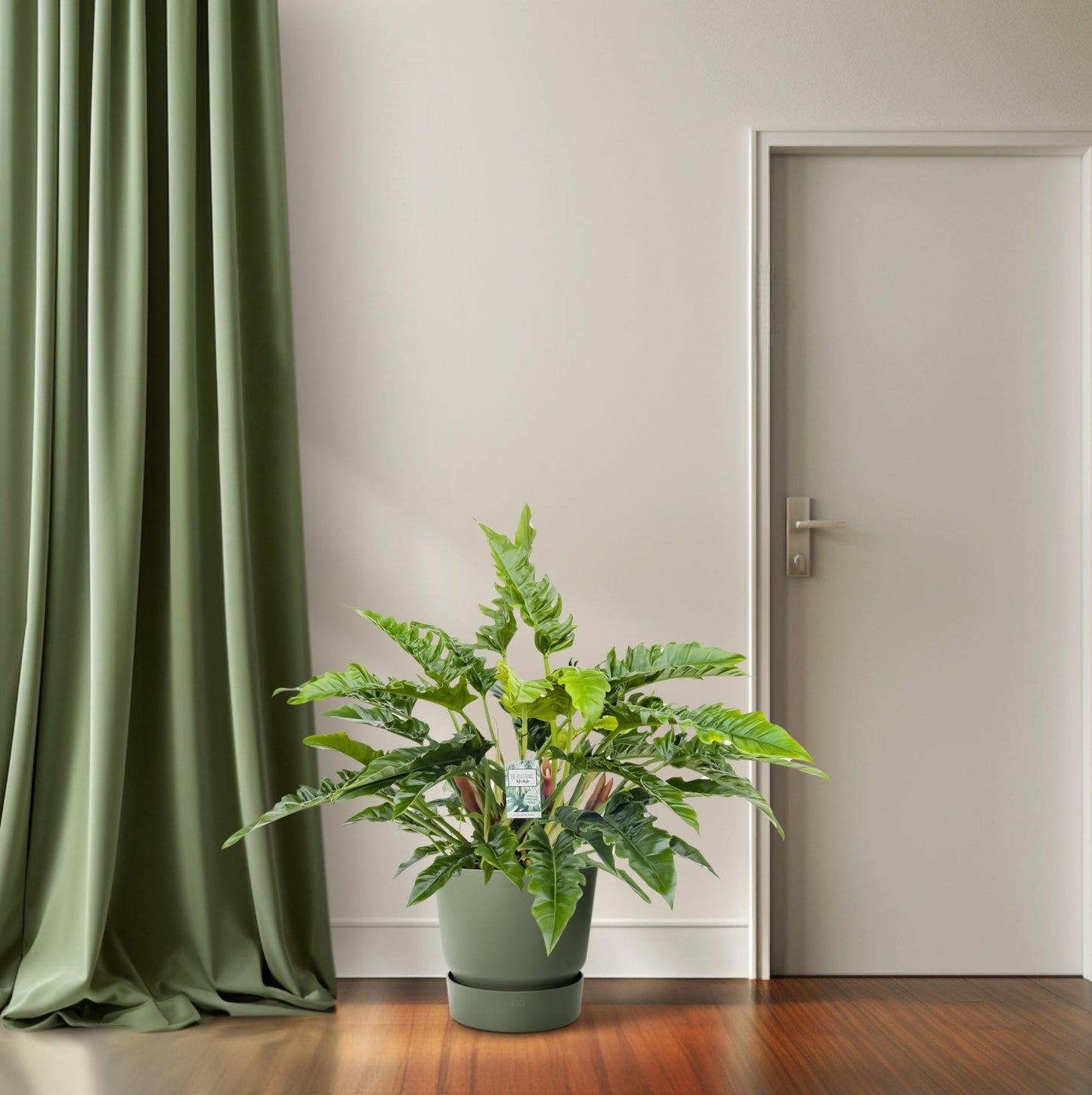 Philodendron Rambo – Ø27cm Topf, 65cm Höhe, pflegeleicht
