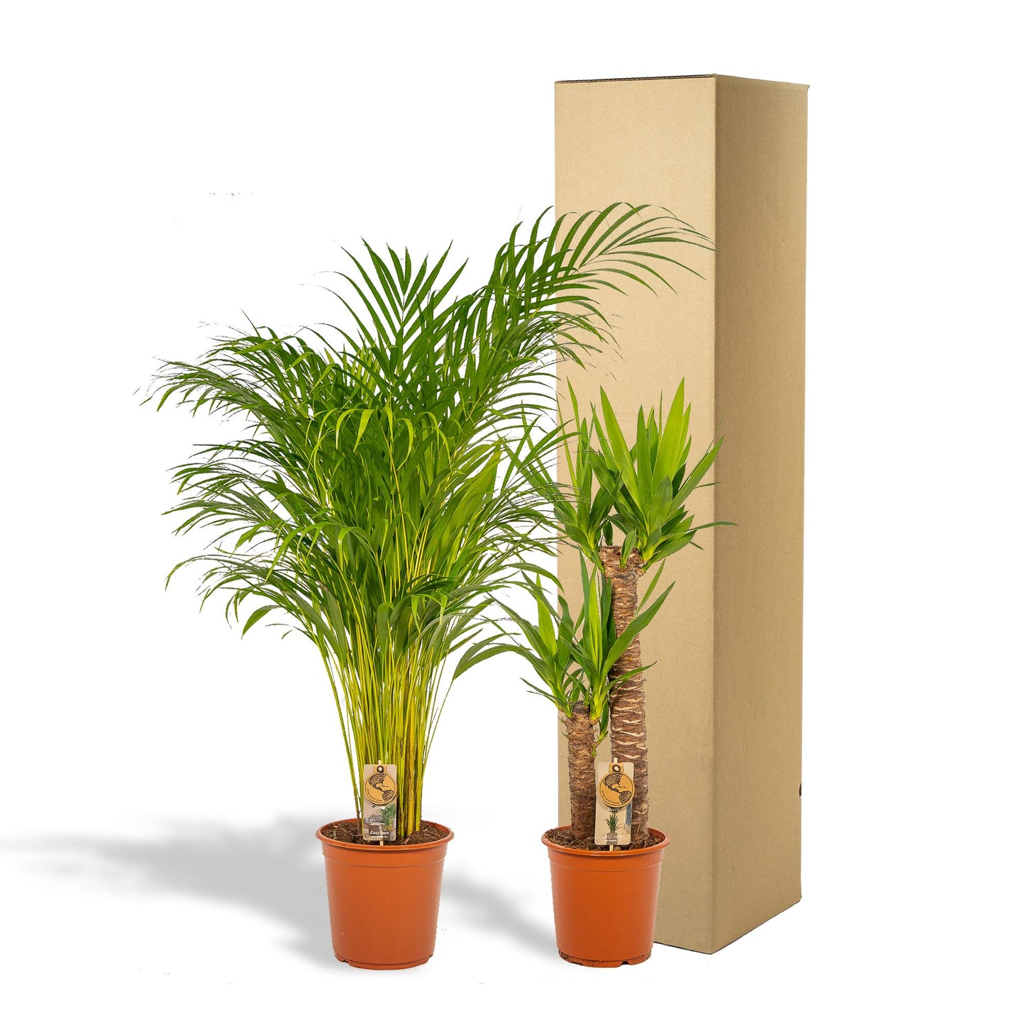 Set Areca Palme & Yucca Palmlilie – XXL Zimmerpflanzen