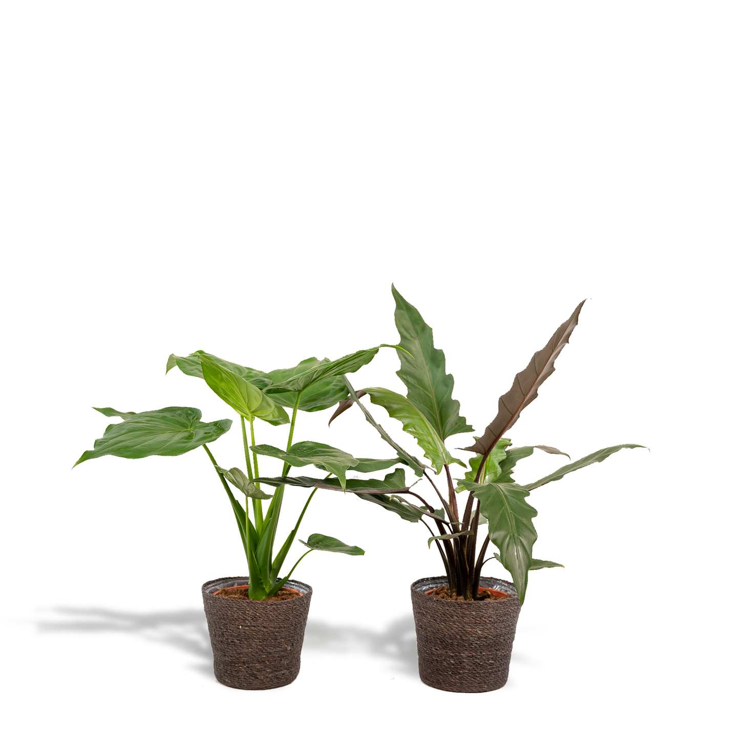 Alocasia Cucullata & Lauterbachiana im Korb Ø19cm Set
