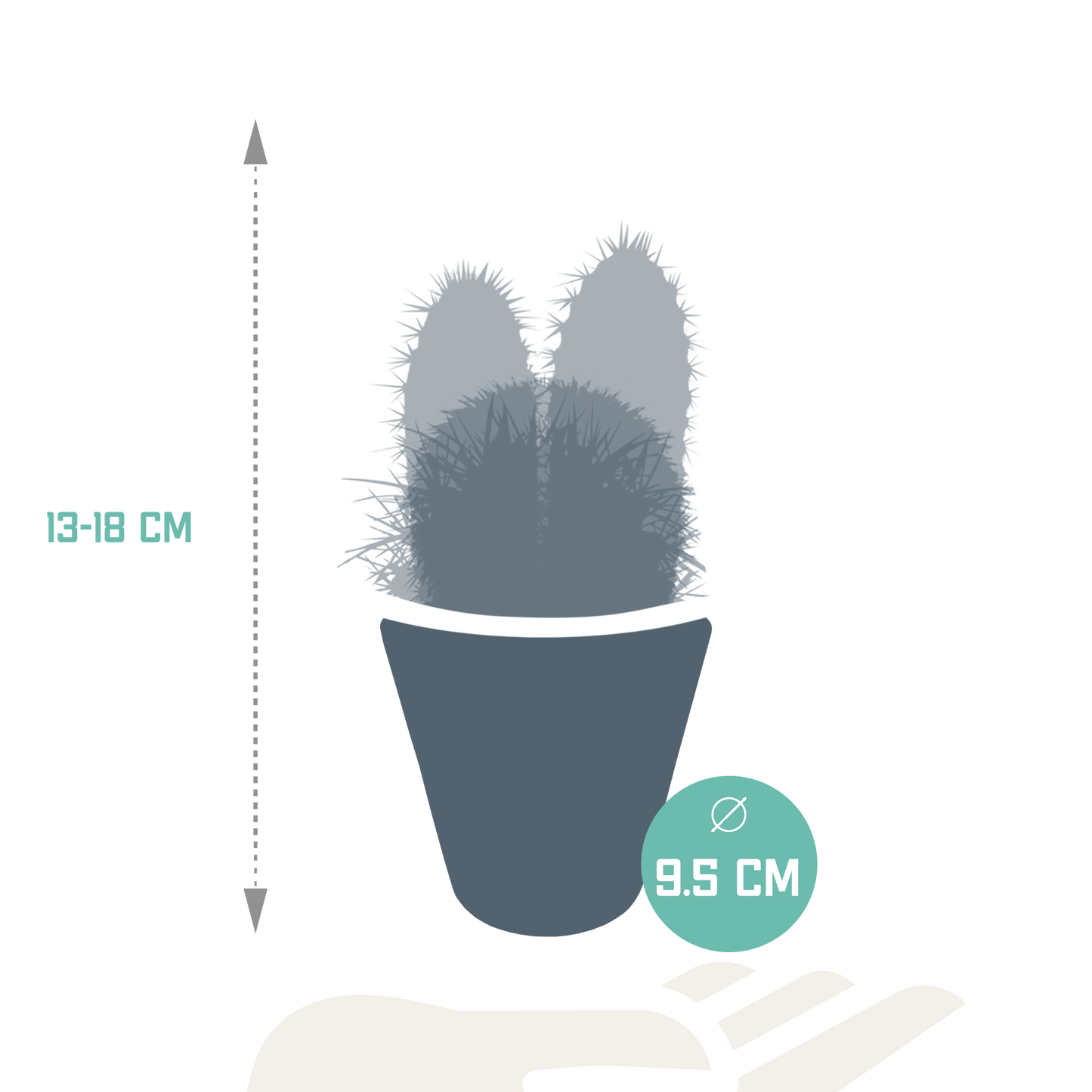 Kakteenmischung im weißen Topf – 3er Set, 8,5 cm
