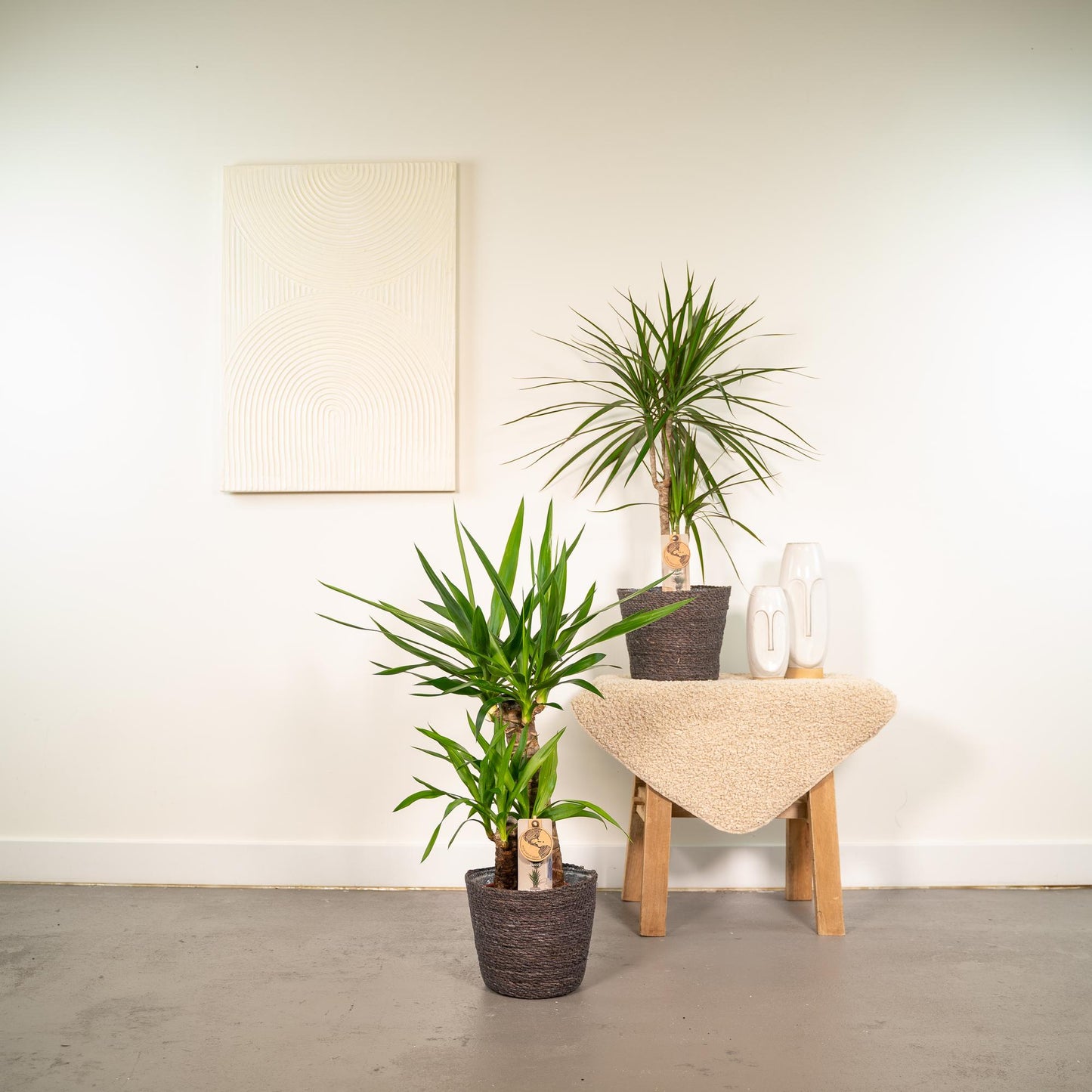 Set Dracaena & Yucca – Exotische XXL Zimmerpflanzen