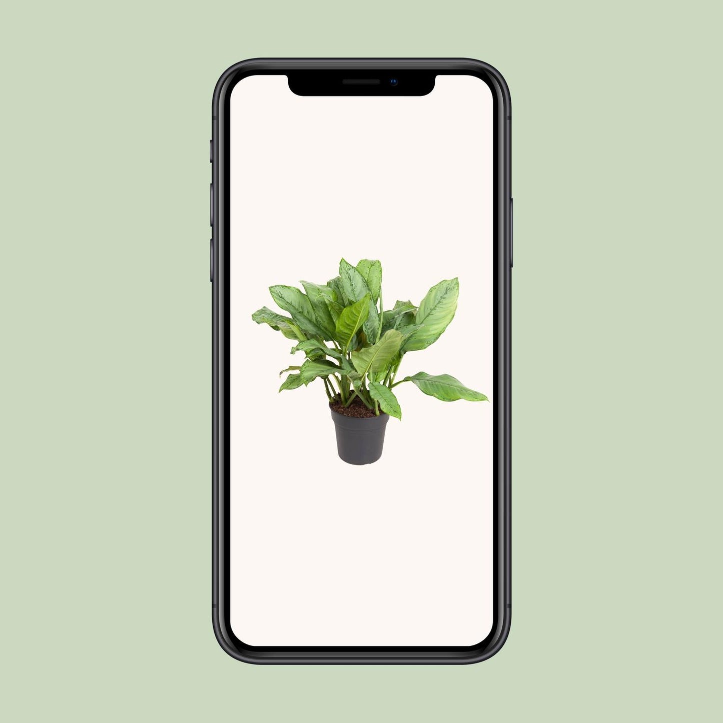 Aglaonema B.J. Freedman – Pflegeleichte Zimmerpflanze Ø24cm