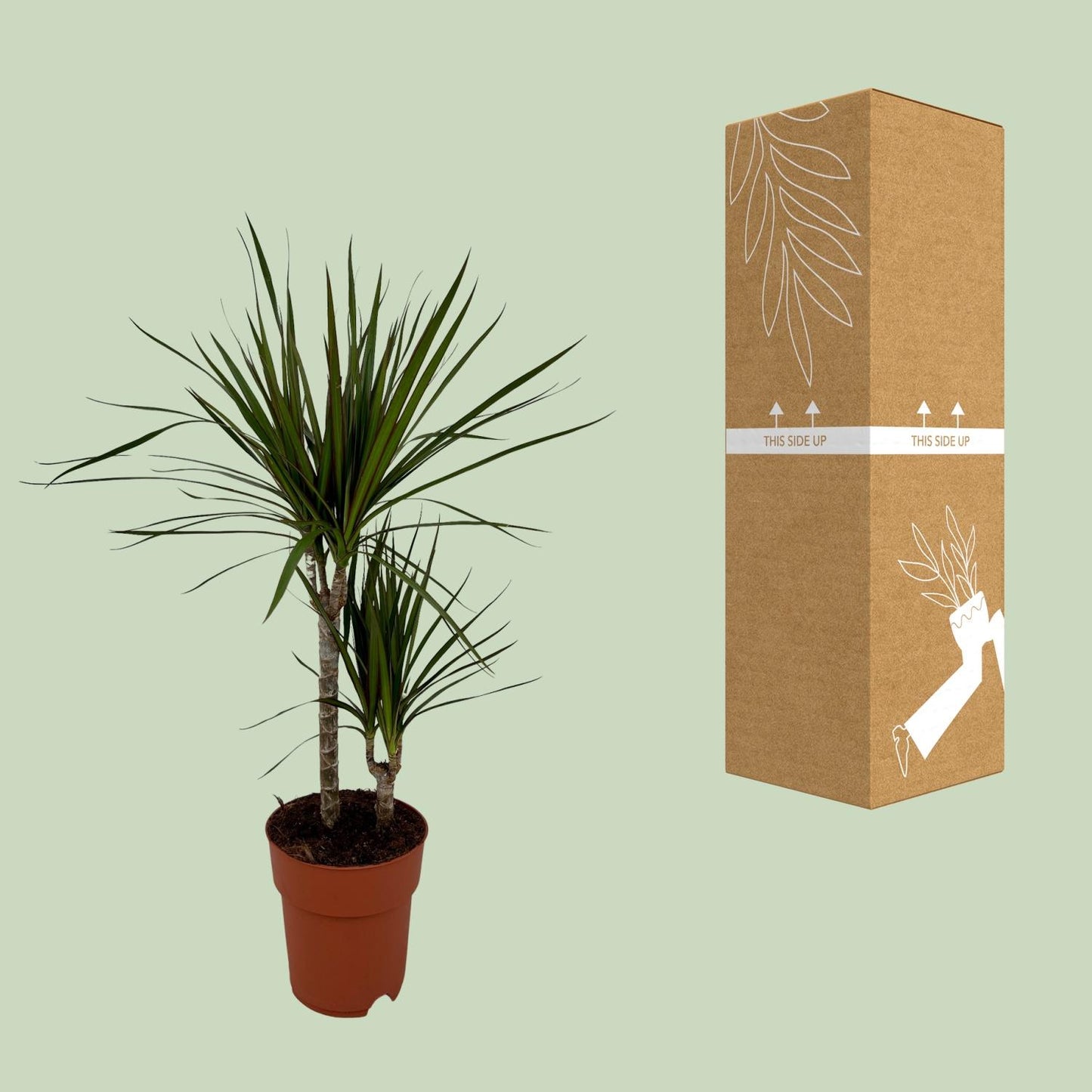 Dracaena Marginata Bicolor – Pflegeleichter Drachenbaum Ø19cm