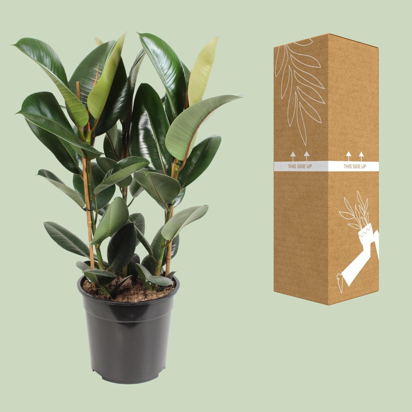 Ficus Elastica Robusta – Pflegeleichter Gummibaum Ø27cm, 85cm hoch
