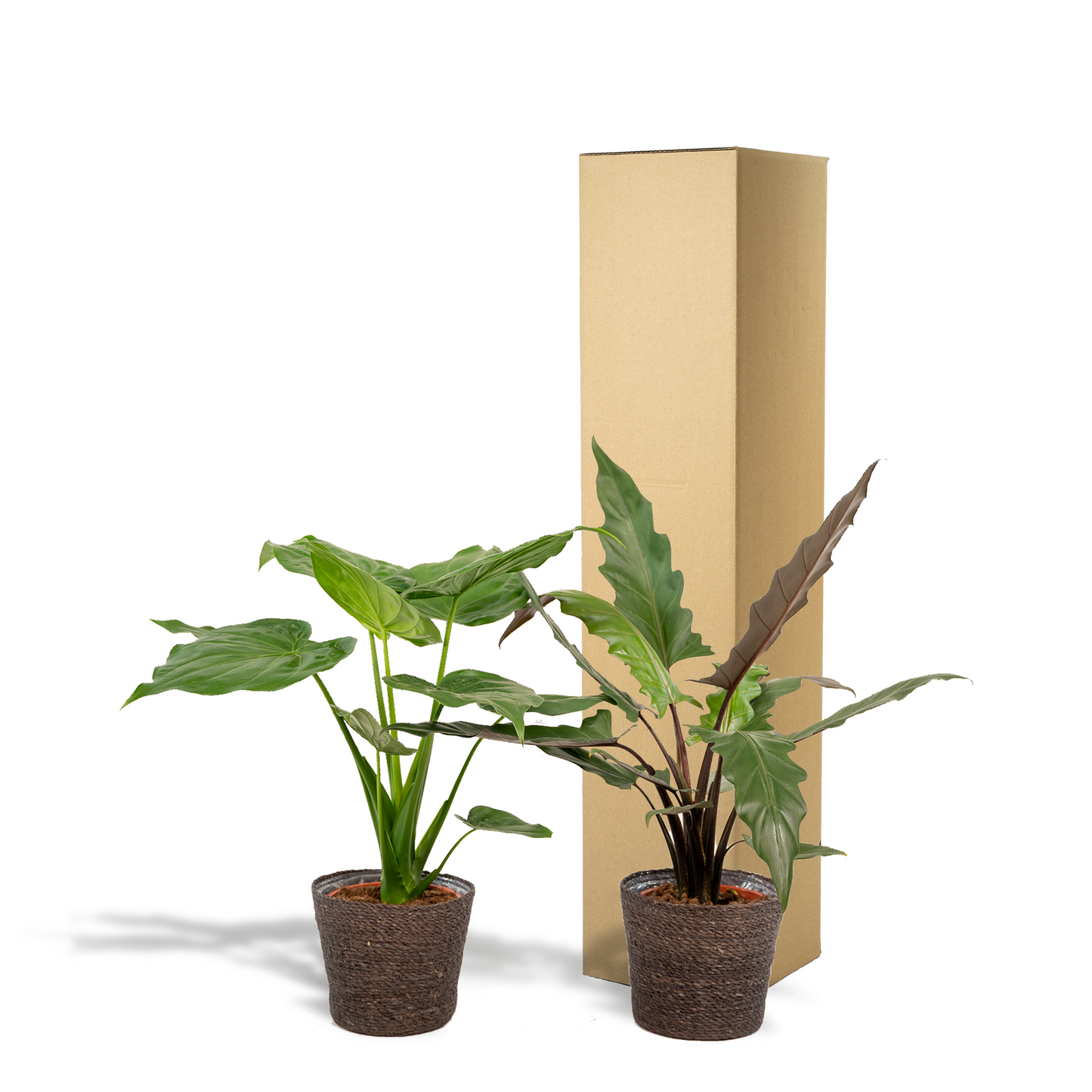 Alocasia Cucullata & Lauterbachiana im Korb Ø19cm Set