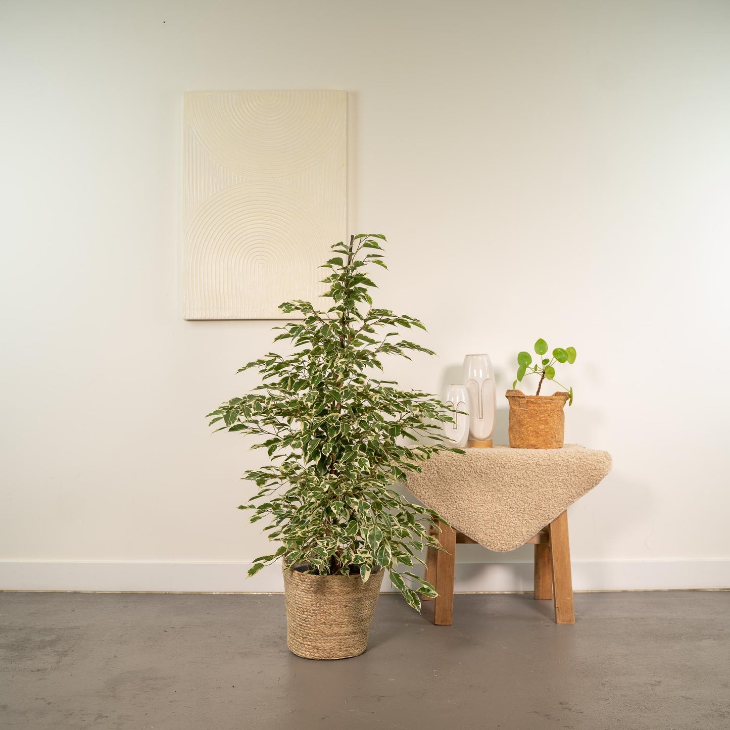 Ficus benjamina Twilight – Ø21cm, 95cm hoch mit Korb Selin