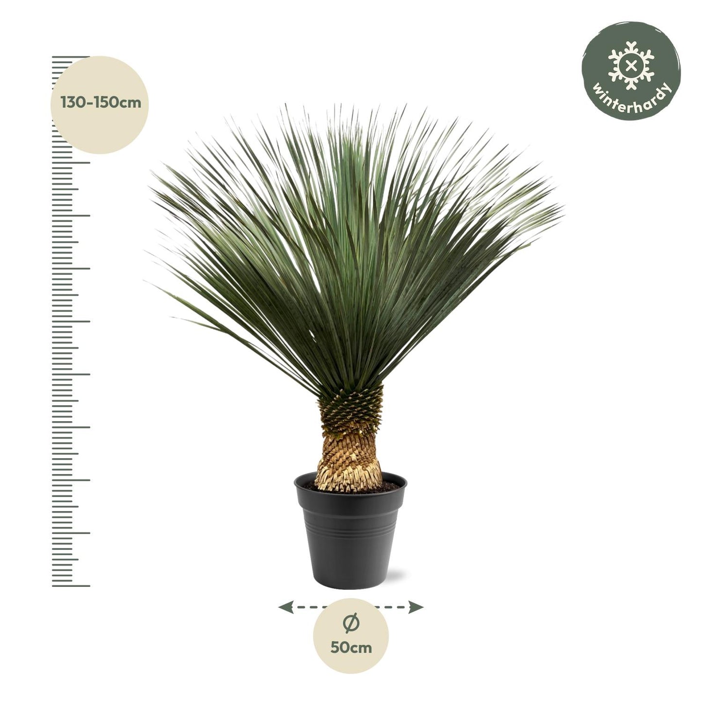Yucca Rostrata XXL – 130-150 cm – Ø 50 cm