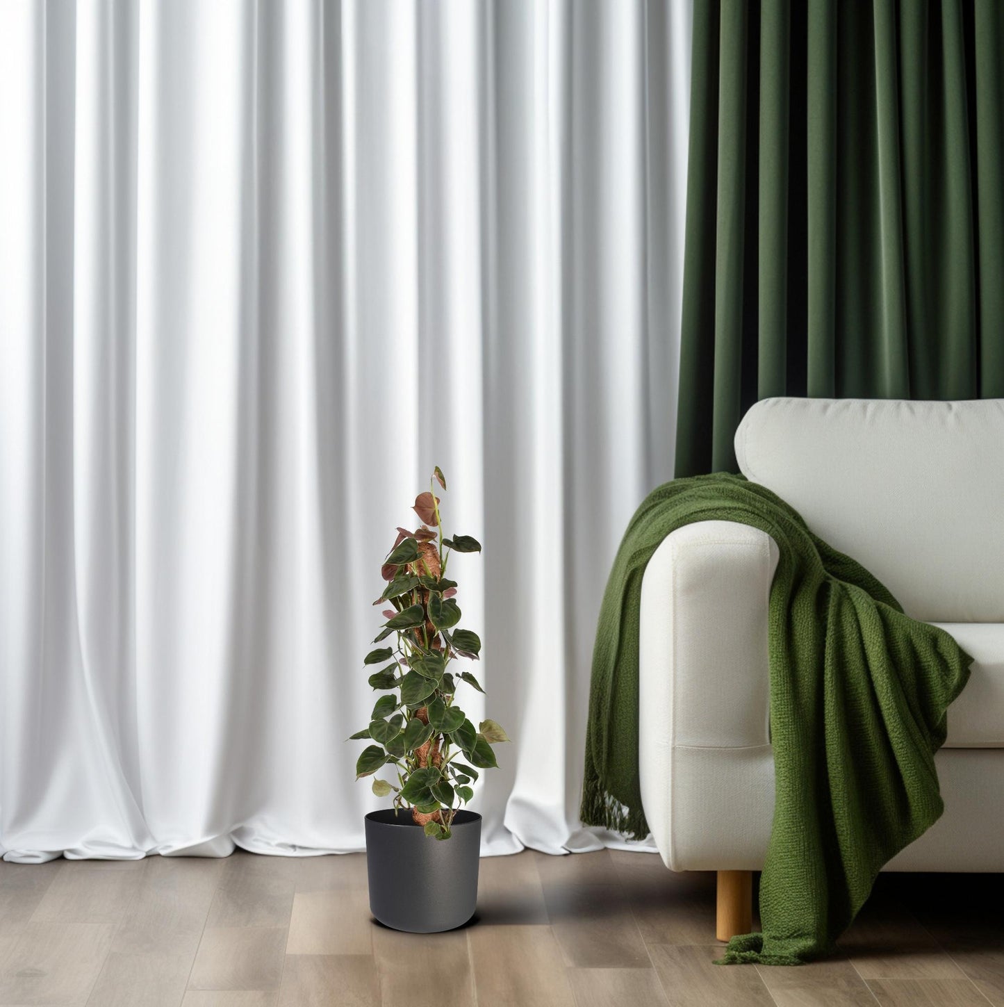 Philodendron Lupinum Mosstok – Pflegeleichte Zimmerpflanze Ø16cm