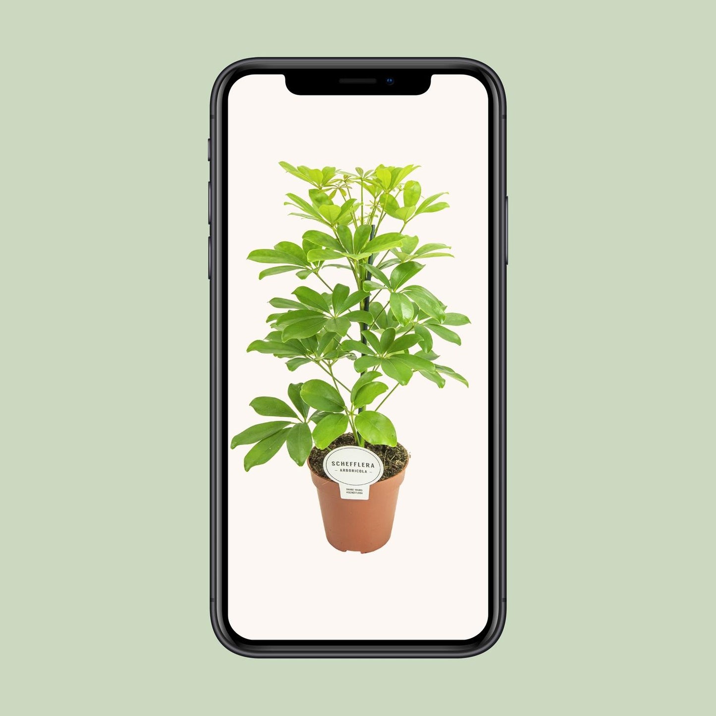 Schefflera Nora - Pflegeleichter Schirmbaum Ø13cm, 45cm hoch