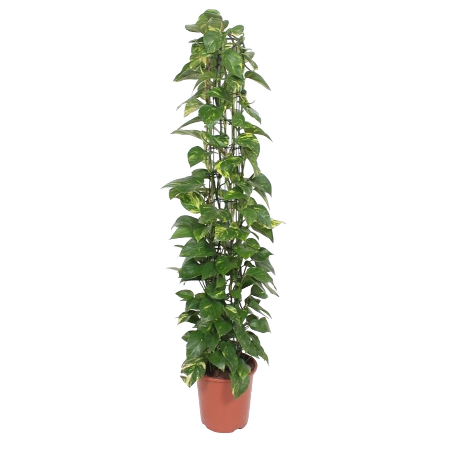 Epipremnum Aureum am Gitter – 160 cm, Ø 27 cm