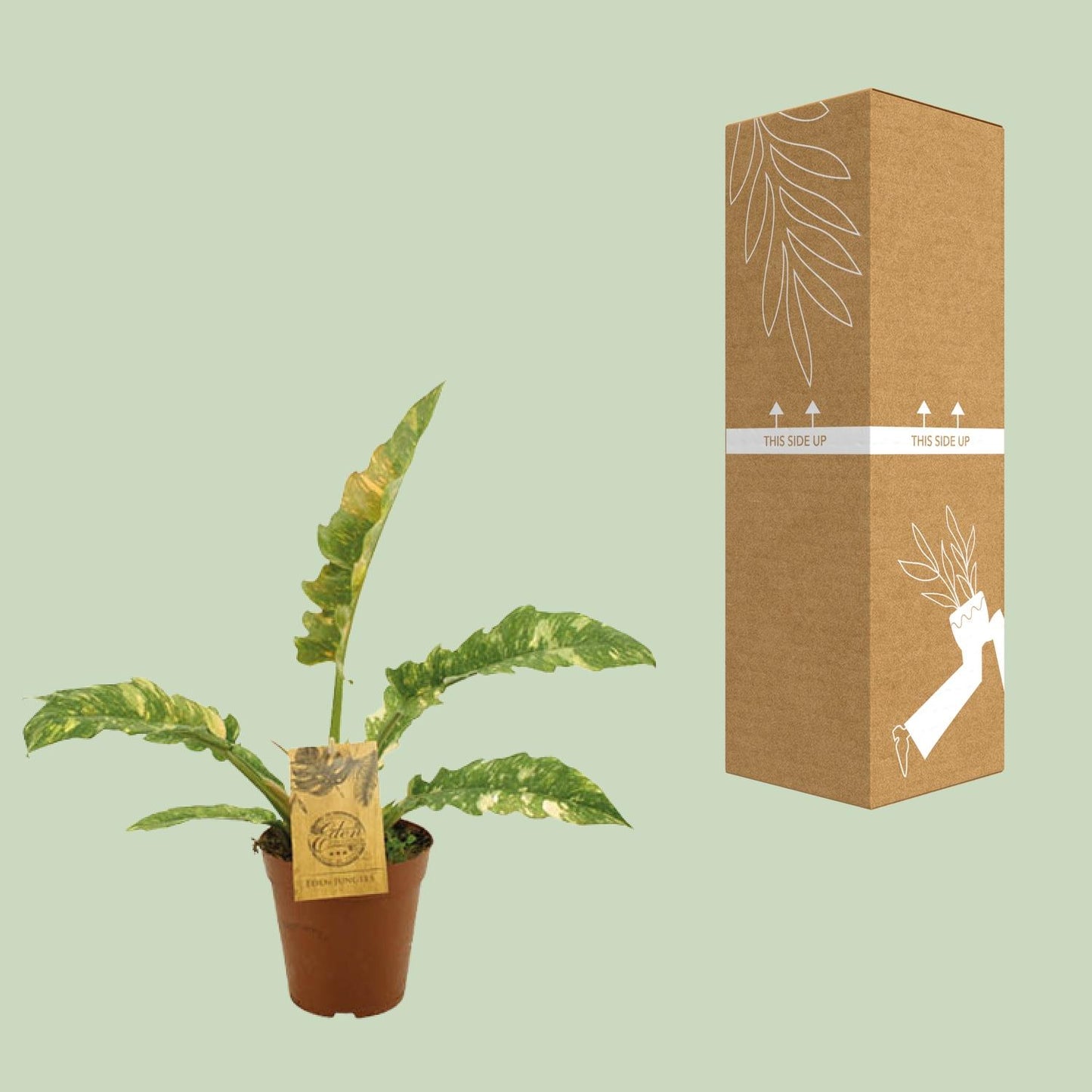 Philodendron Ring Of Fire – pflegeleichte XXL-Zimmerpflanze Ø15cm