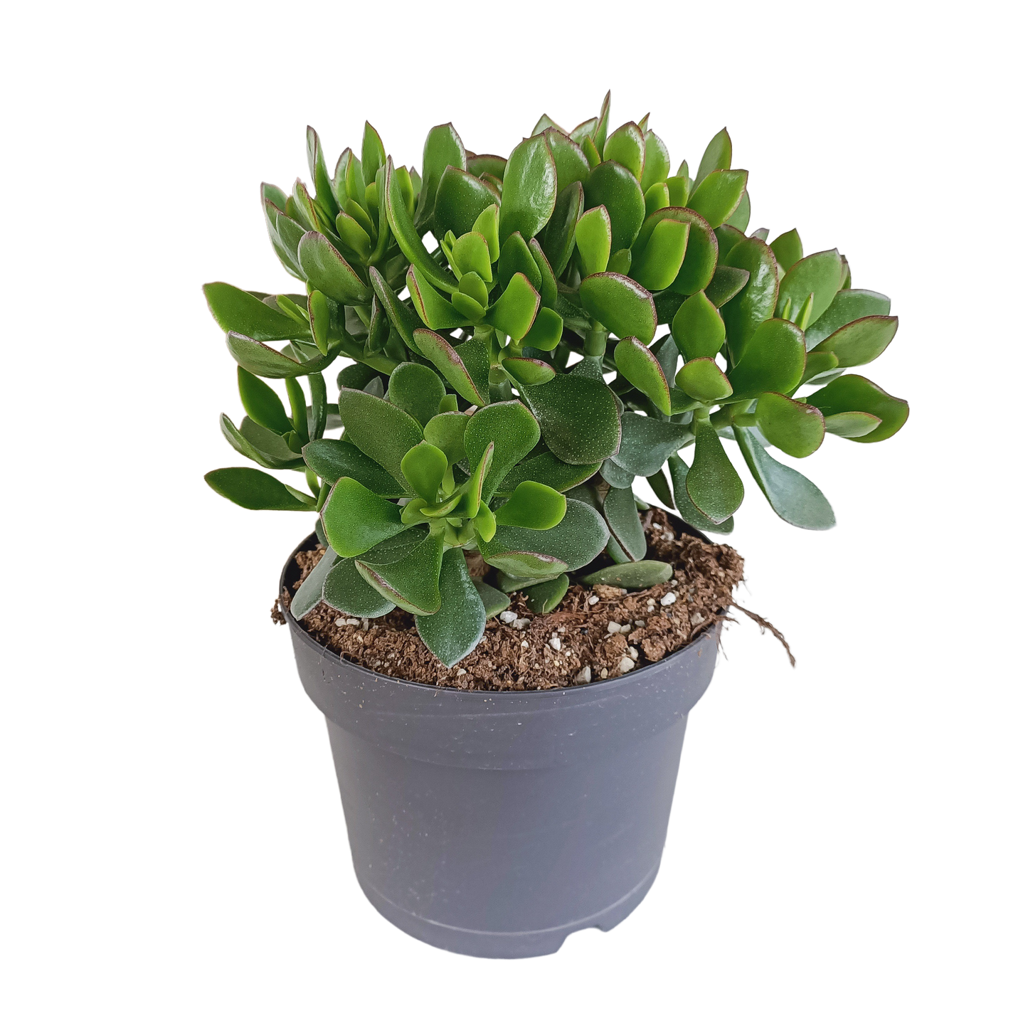 Crassula minova – Pflegeleichte Sukkulente im 17cm Topf