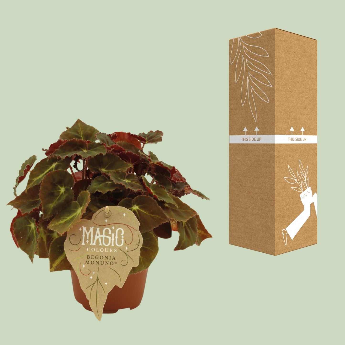 Begonia Rex Montuno – Pflegeleichte, dekorative Begonie Ø12 cm