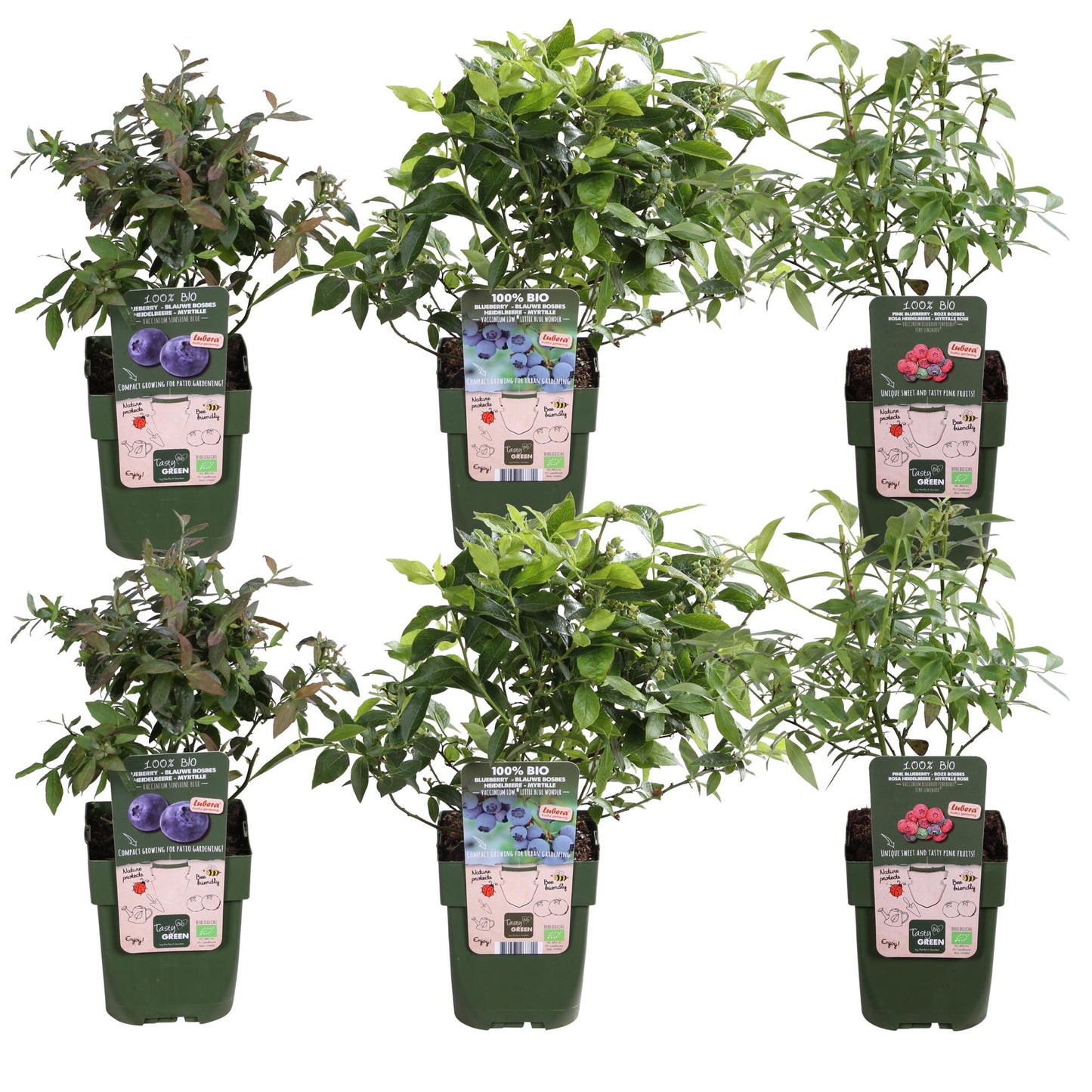 6er-Set Vaccinium corymbosum – pflegeleichte Heidelbeeren