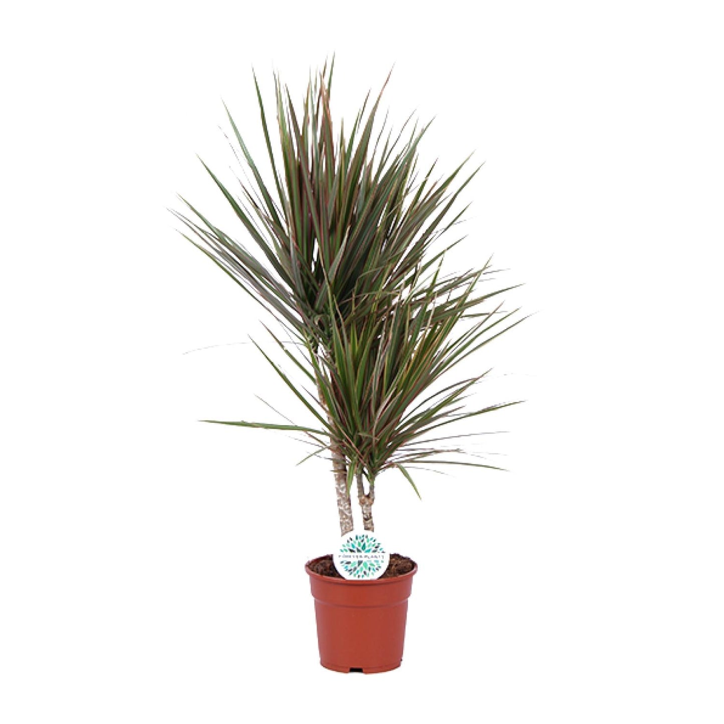 Dracaena Bicolor – Stilvoller Drachenbaum Ø17cm, 75cm hoch