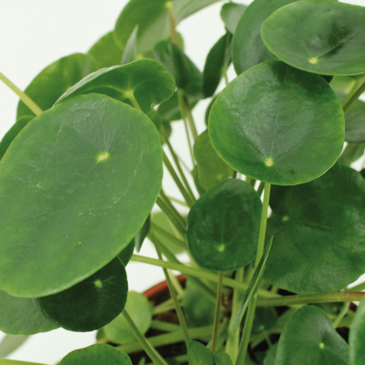 2x Pilea Peperomiodes – Pfannkuchenpflanze, 20 cm, Ø 12 cm