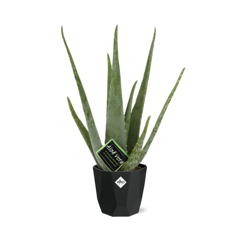Aloe Vera 12cm im stilvollen b.for rock living black Topf