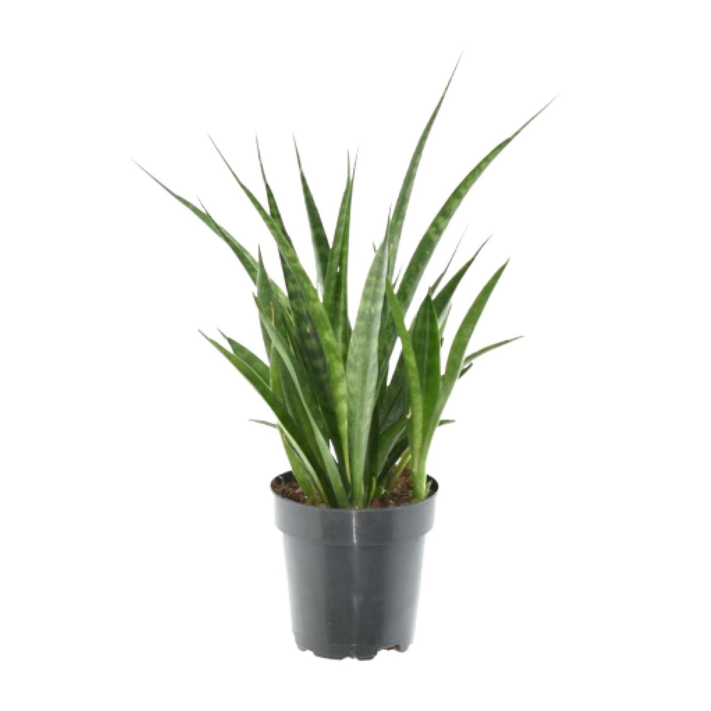 3x Sansevieria Kirkii – Pflegesicher & Modern (38 cm)