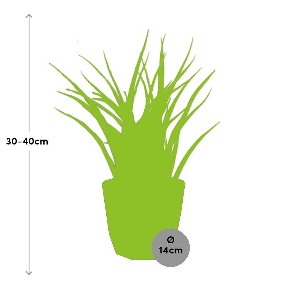 Sansevieria Fernwood Punk – Pflegeleichte Schwiegermutterzunge 14cm