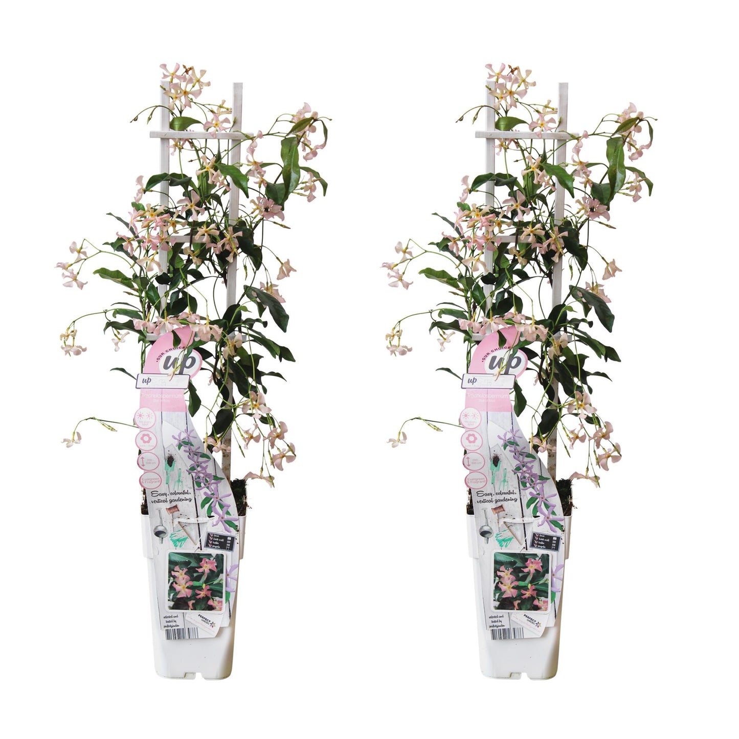 2x Trachelospermum 'Star of Ibiza' – Immergrüne Kletterpflanzen Ø15cm