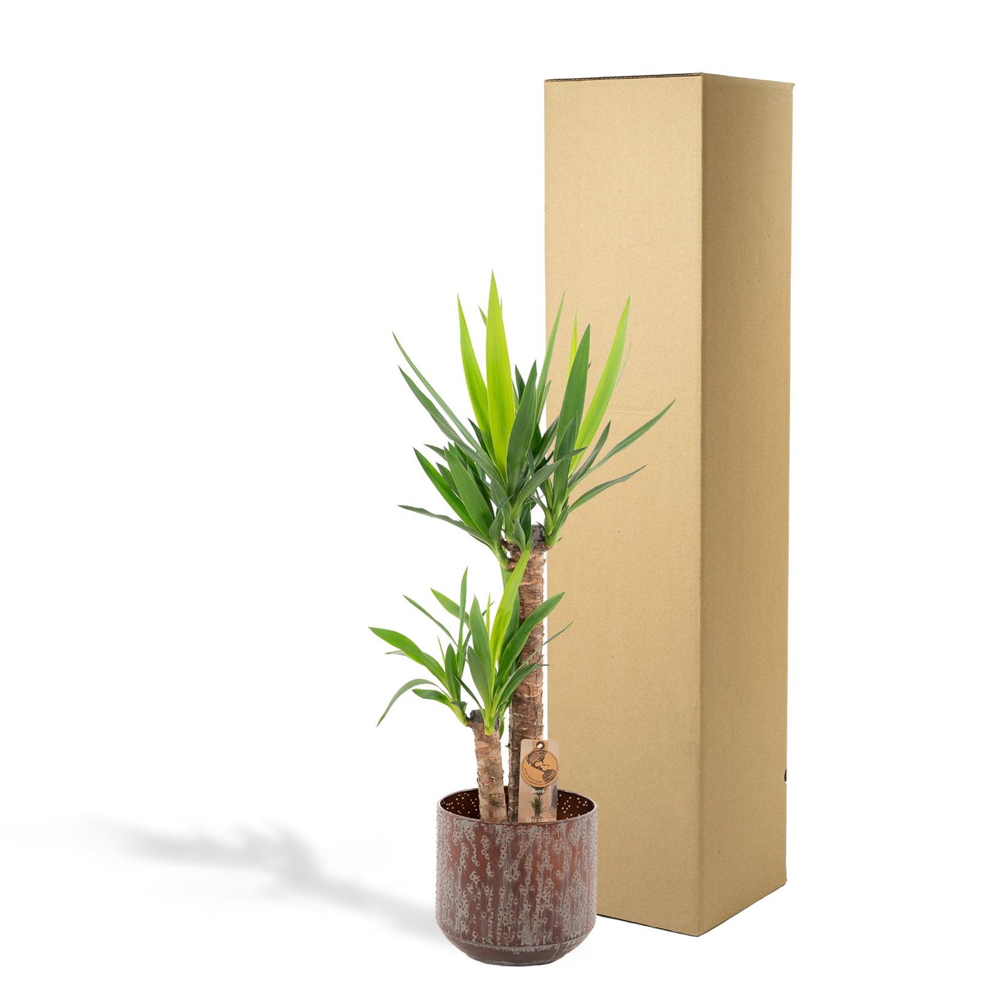 Yucca Palmlilie mit Topf – 100 cm – Ø 21 cm