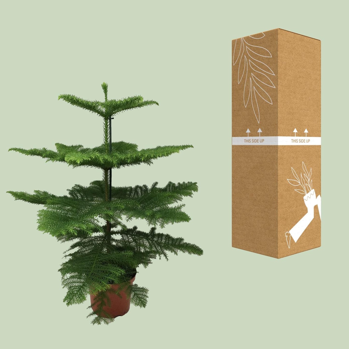Araucaria Heterophylla – Majestätische Zimmerpflanze Ø21cm