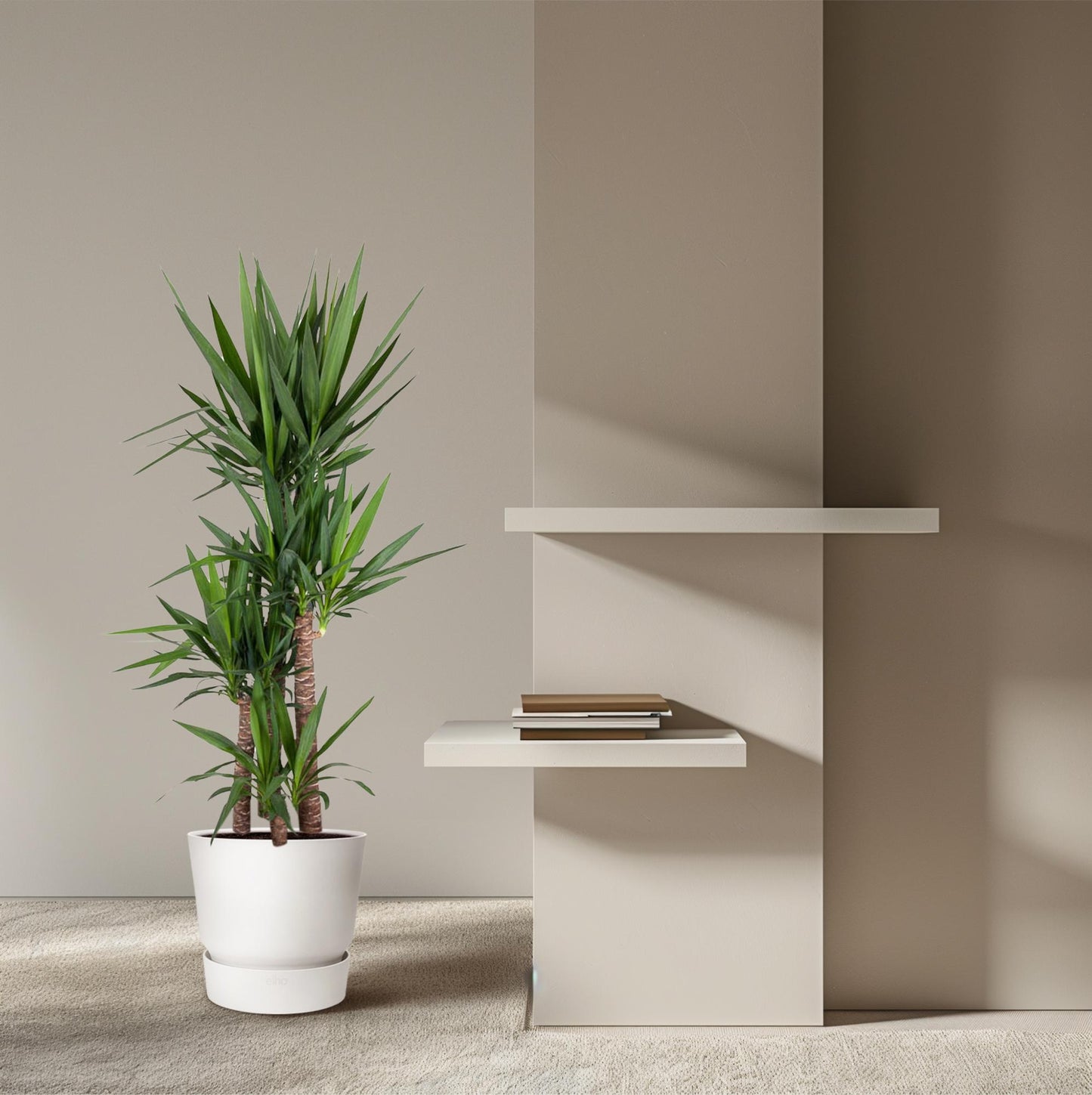 Yucca Elephantipe – Elefantenpalme 180 cm ø34 cm