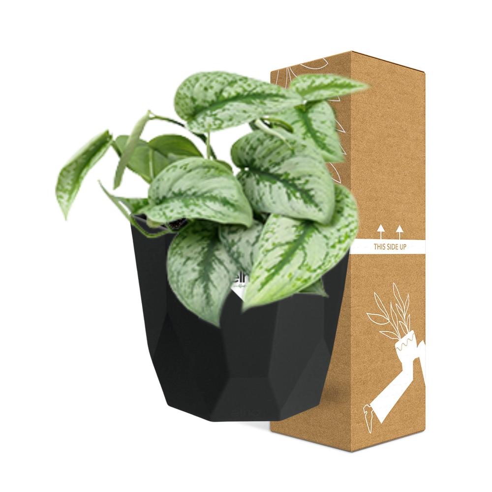 Scindapsus Pictus ‘Trebie’ – pflegeleichter Teufels-Efeu in 14cm Topf