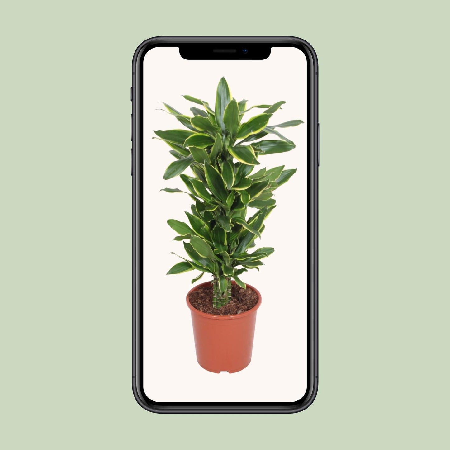Dracaena Golden Coast – Eleganter Drachenbaum Ø27cm, 110cm hoch