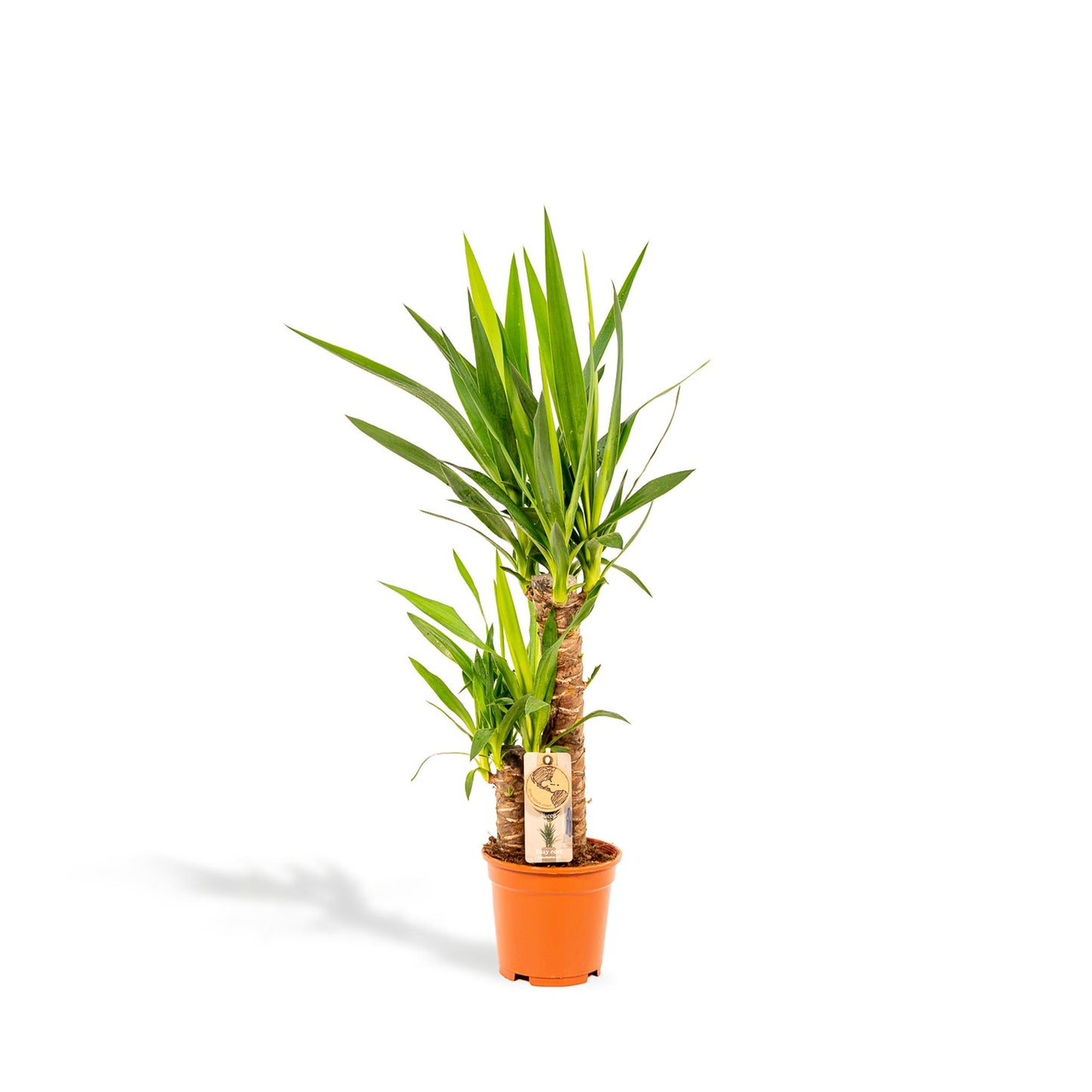 Yucca Palmlilie Ø17cm – Pflegeleichte XXL Zimmerpflanze