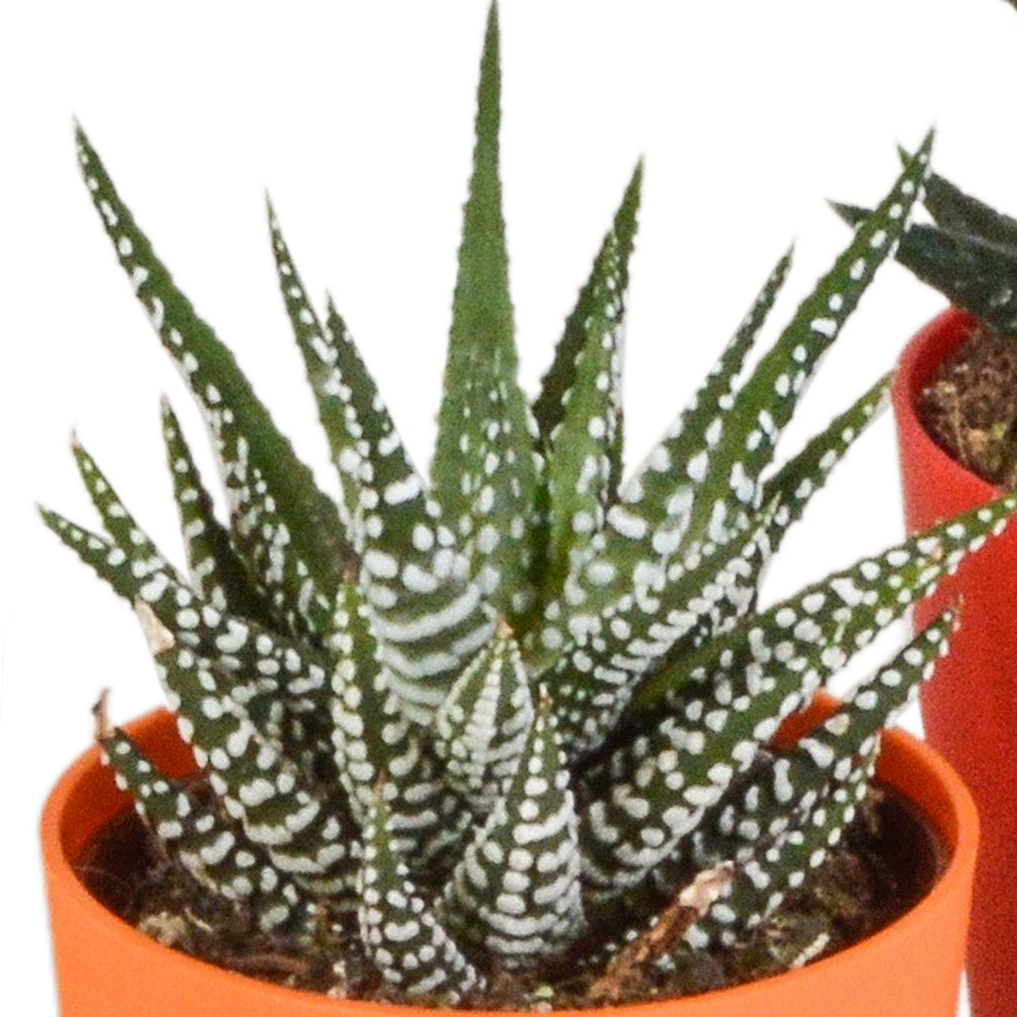 Gasteria & Haworthia Mischung im farbigen Topf 5x 5,5cm