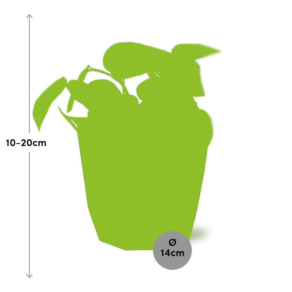 Scindapsus Pictus ‘Trebie’ – pflegeleichter Teufels-Efeu in 14cm Topf