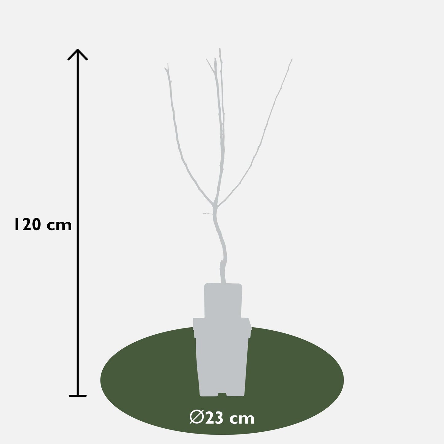 Mispelbaum Mespilus germanica 'Westerfield' Ø23cm, ca. 120cm