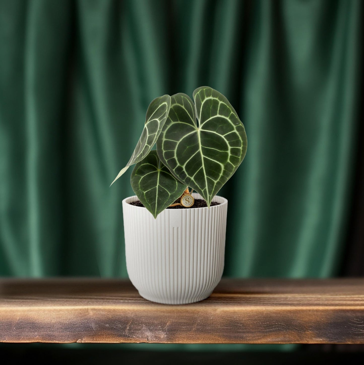 Anthurium Clarinervium – Pflegeleichte Eleganz Ø12cm