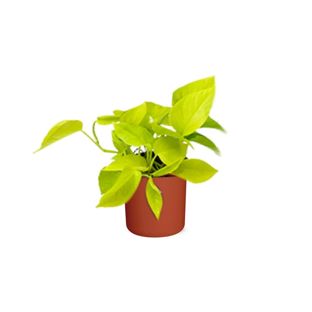 Epipremnum Pinnatum ‘Golden Pothos’ – pflegeleichte Efeutute im ELHO Topf