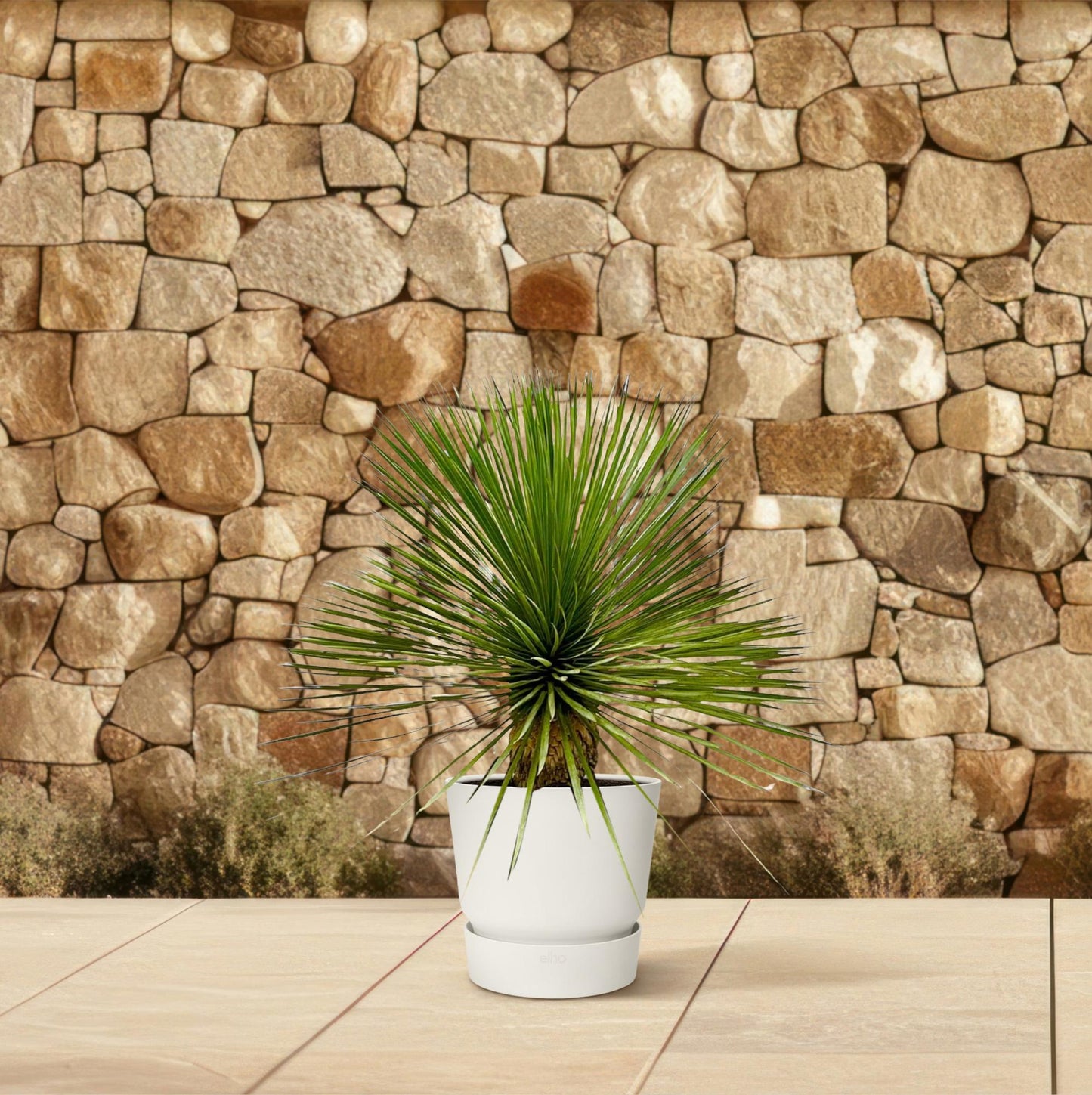 Yucca Rostrata op stam – 70 cm, Ø27 cm, pflegeleicht