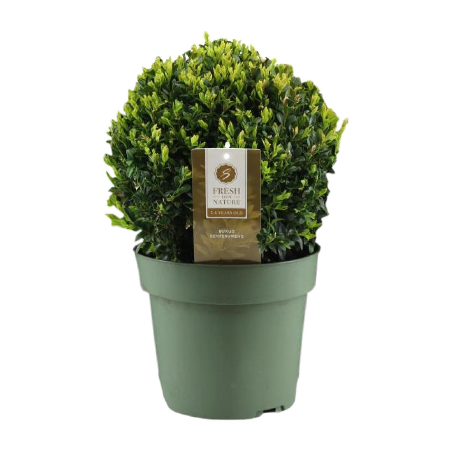 Buxus Semp. Ball Ø25cm – Winterharte Buchsbaumkugel