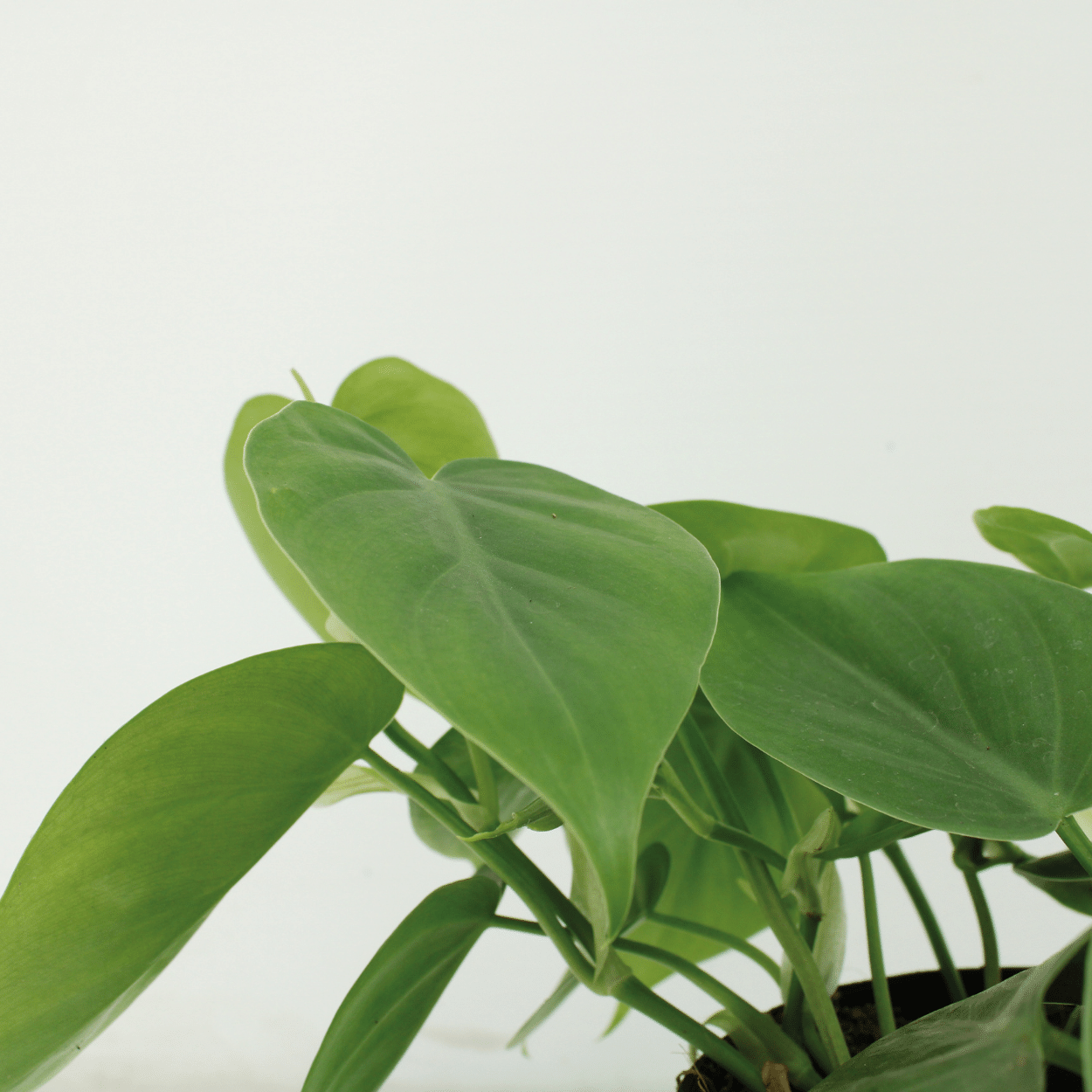 2x Philodendron Scandens – pflegeleichte Hängepflanzen Ø12 cm