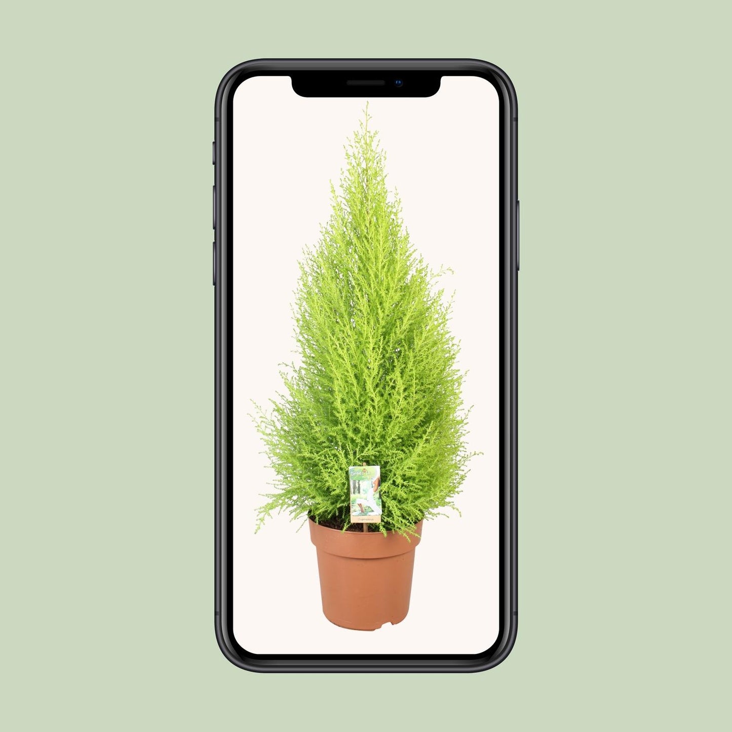 Cupressus Goldcrest Wilma - Kompakte Zeder Ø21cm, 90cm hoch