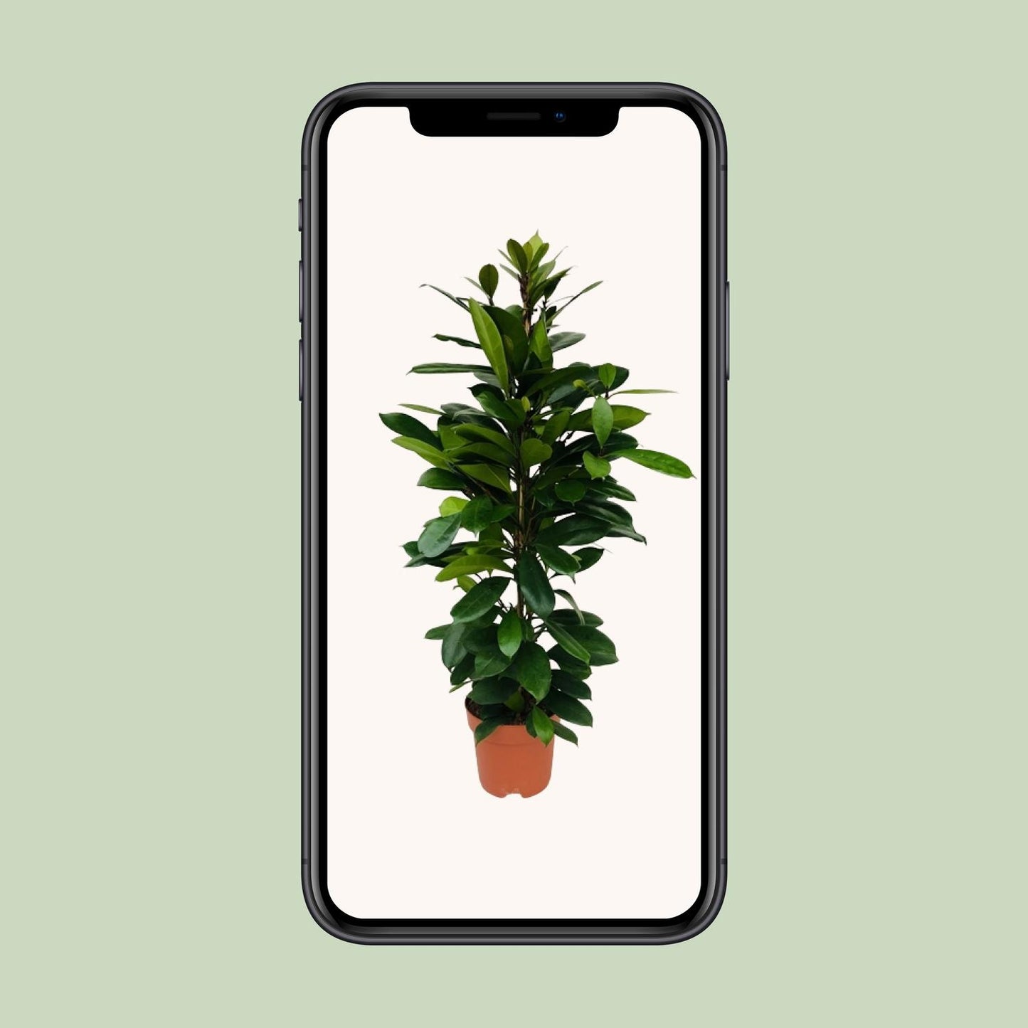 Ficus Cyathistipula – Pflegeleichte XXL-Zimmerpflanze Ø21cm