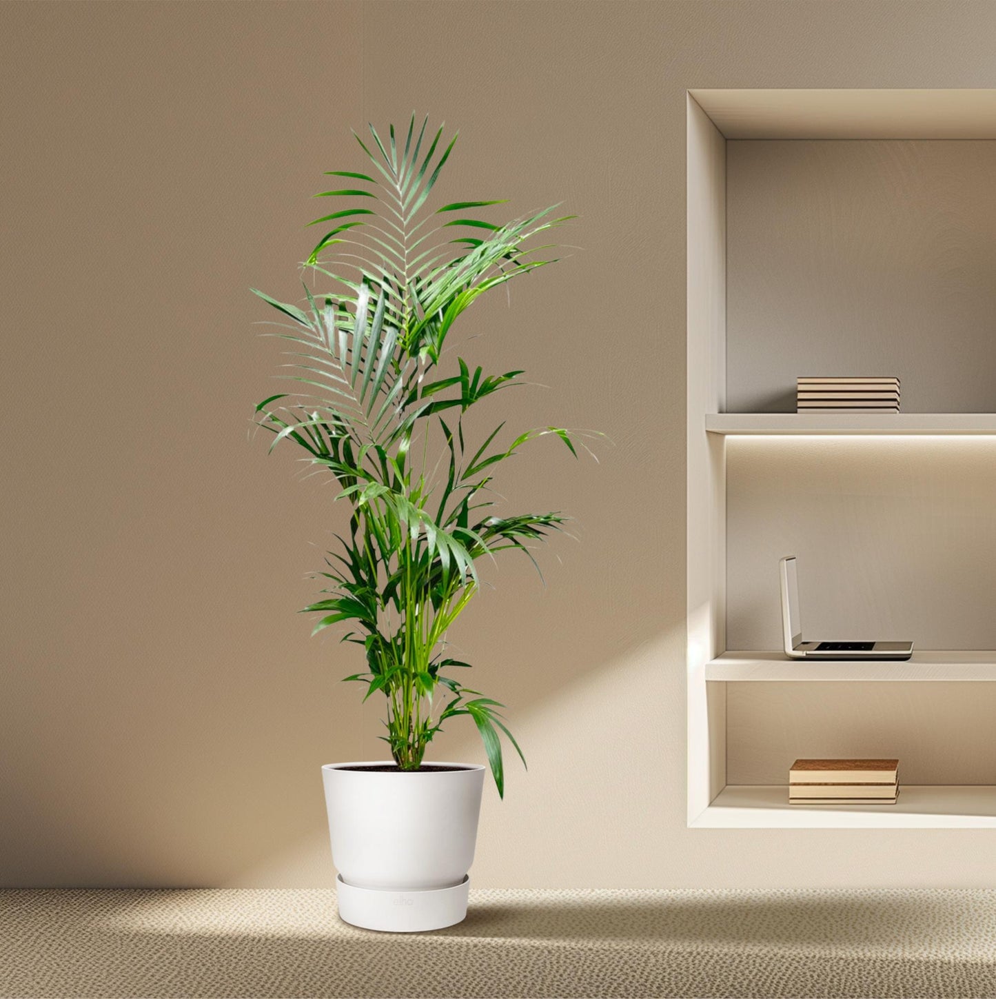 Kentia Palme – Elegante XXL Zimmerpflanze 200 cm