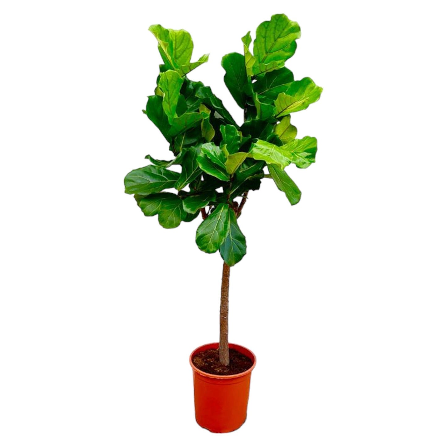Ficus Lyrata Boom – Elegante XXL Zimmerpflanze 150 cm