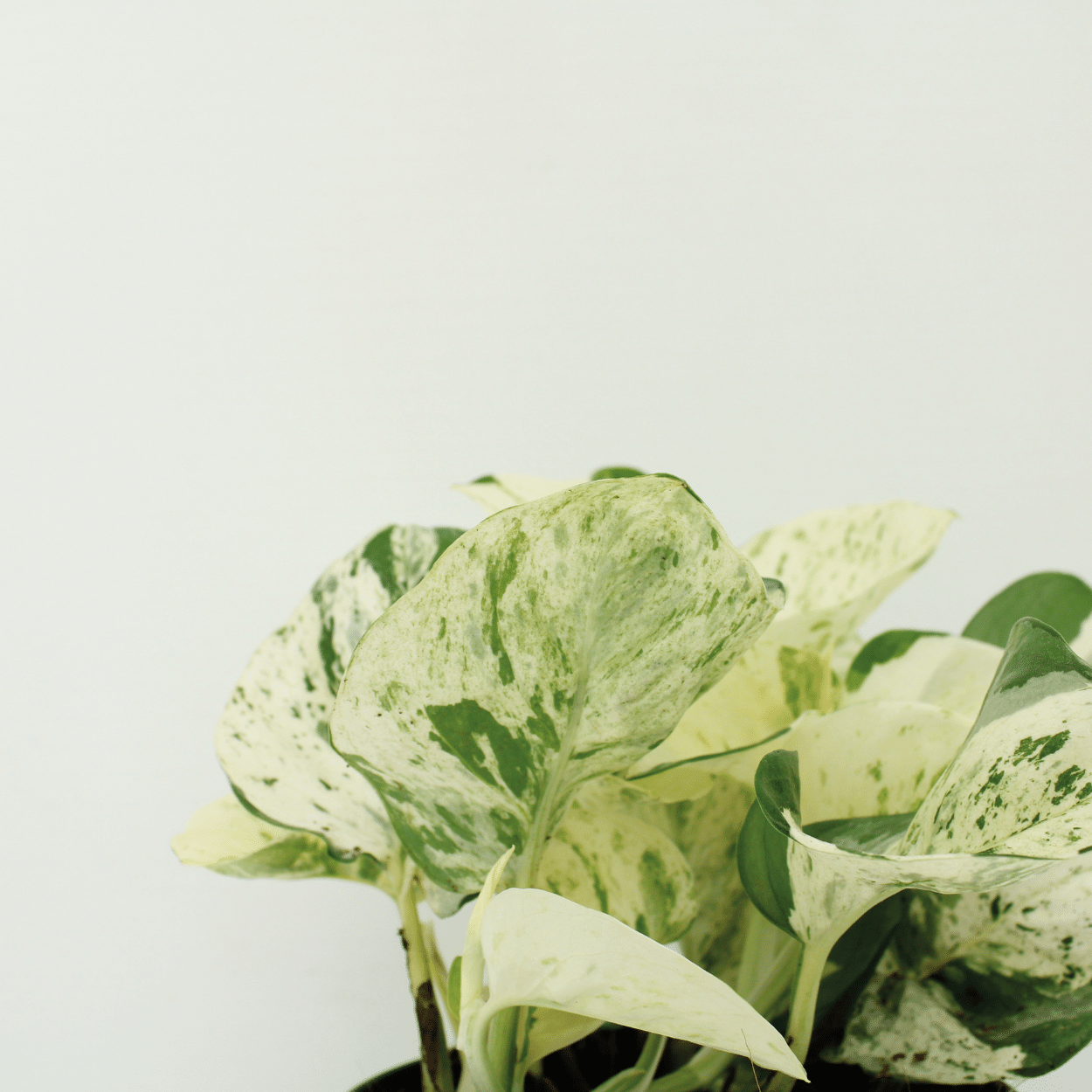 4x Epipremnum Happy Leaf – pflegeleichte Hängepflanze 15cm