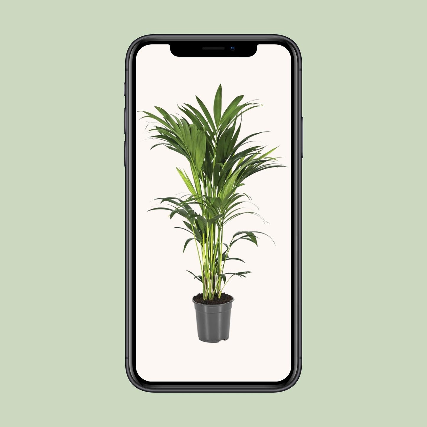 Howea Forsteriana (Kentia-Palme) – Ø21cm, ca. 110cm hoch