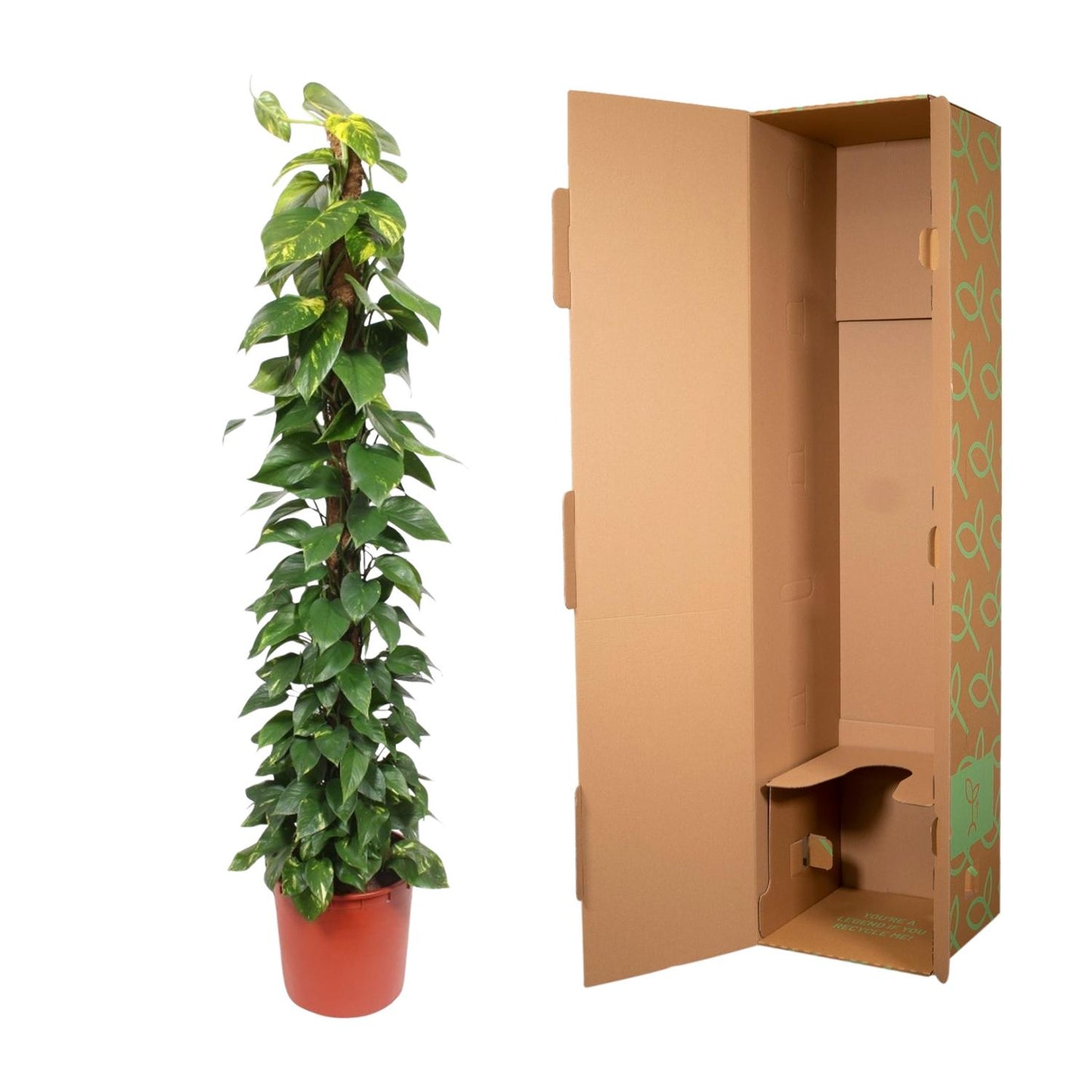 Epipremnum Aureum Mosstok – 180 cm, Ø 34 cm – Pflegeleicht & Luftreinigend