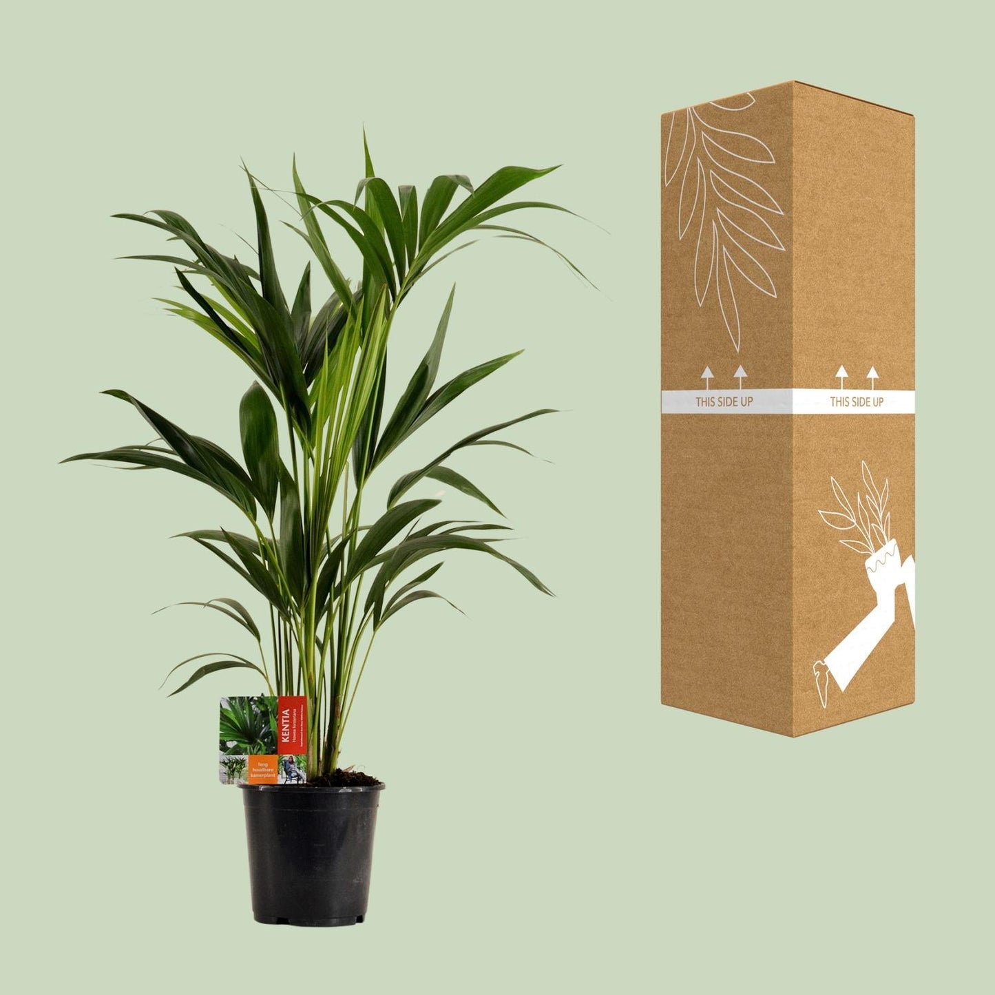 Kentia-Palme (Howea Forsteriana) – Ø19cm, ca. 100cm hoch