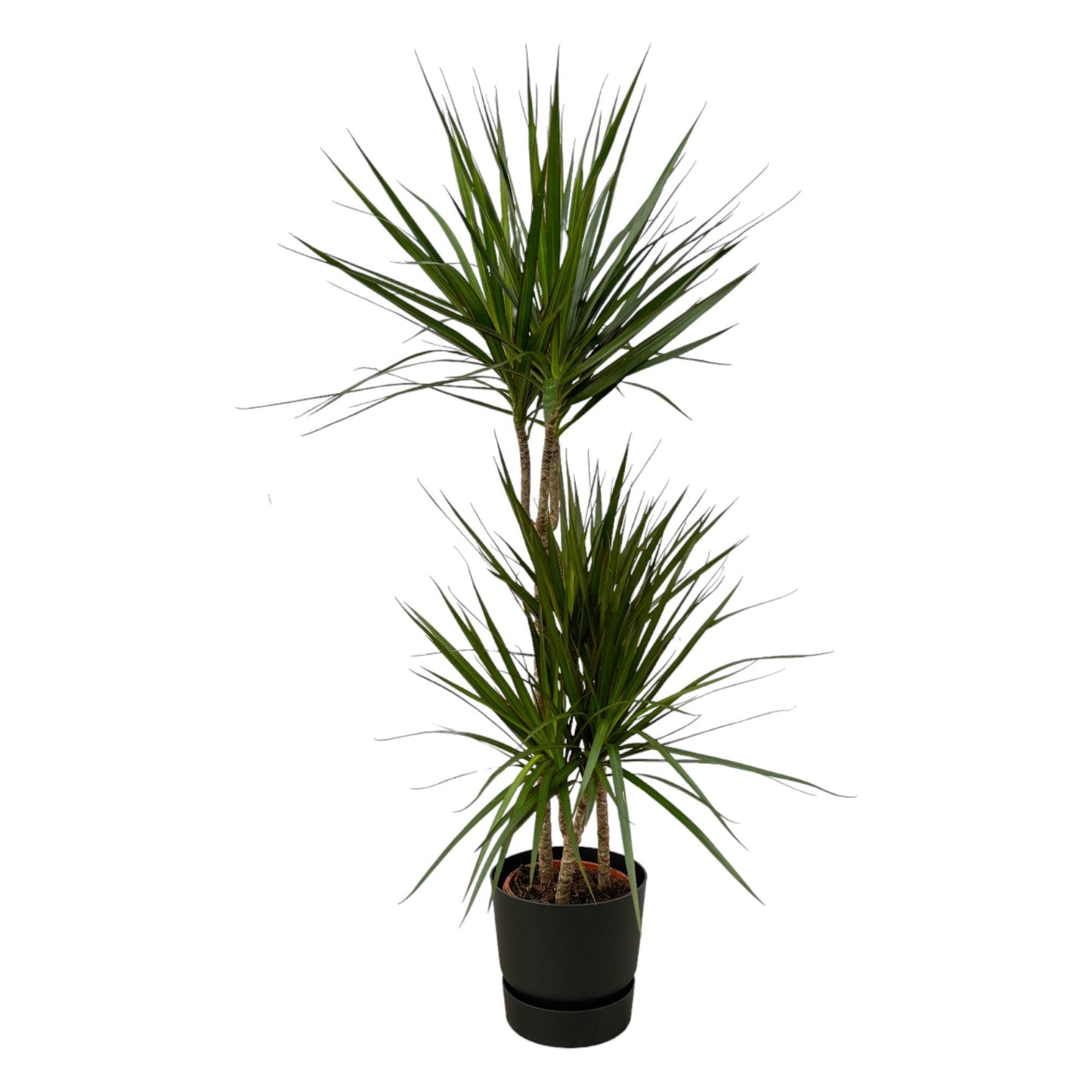 Dracaena Marginata – elegante, pflegeleichte Zimmerpflanze Ø21cm