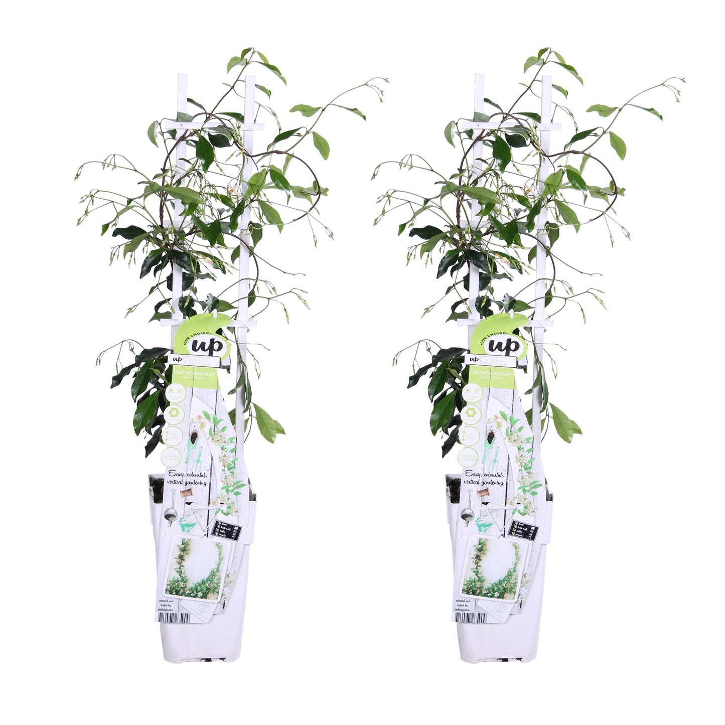 2x Trachelospermum 'Star of Venice' – Duftende Kletterpflanzen Ø15cm