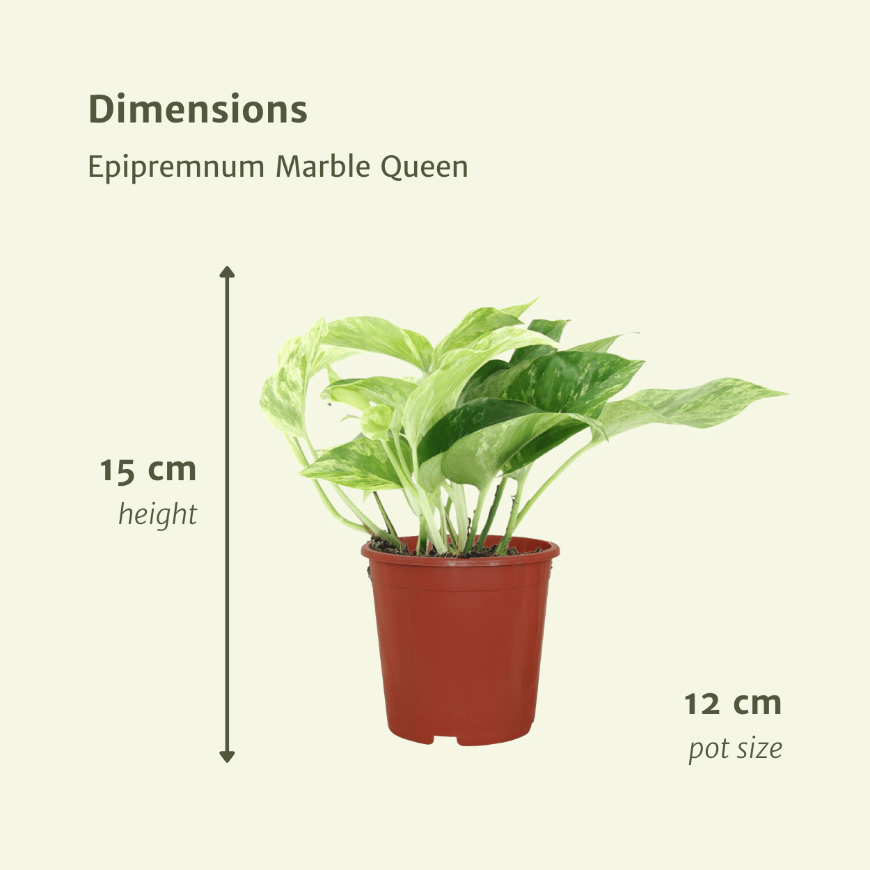 Epipremnum Marble Queen – 4er Set Ø12cm Topf