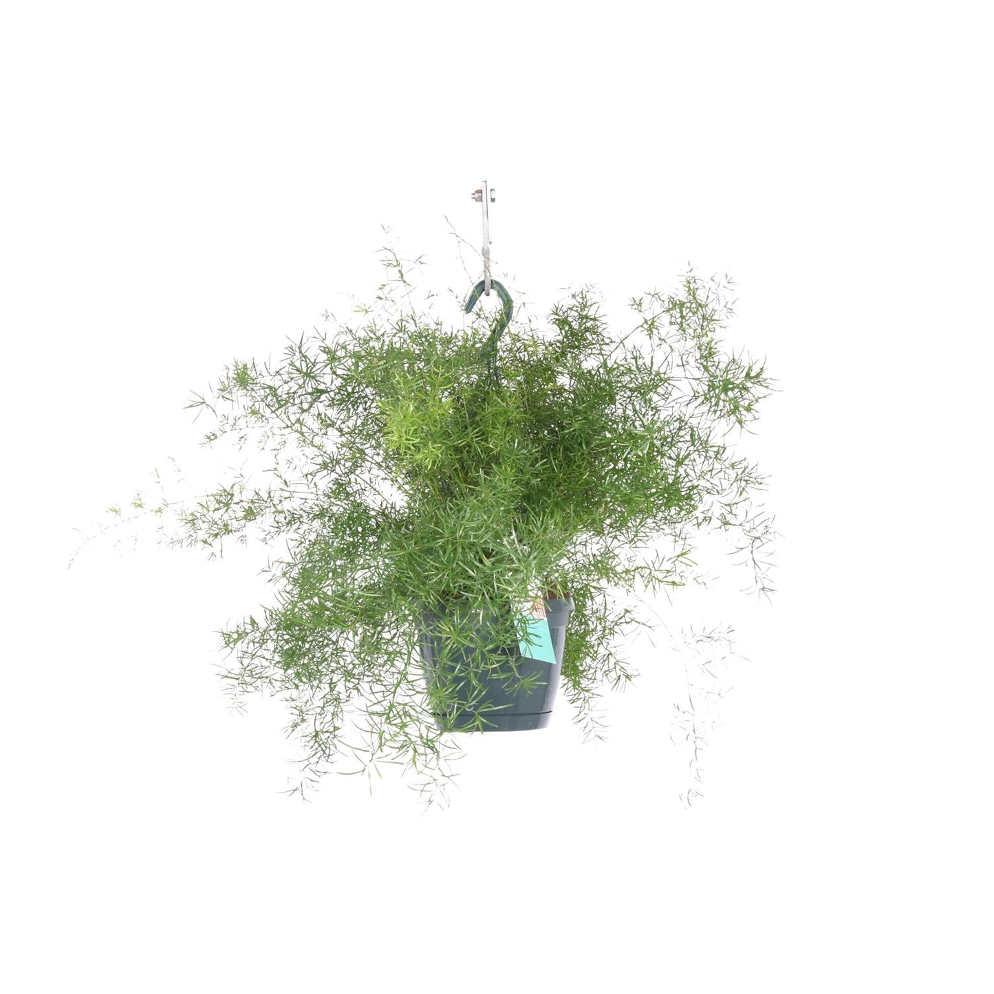 Asparagus Sprengeri Hängepflanze – Ø17cm, ca. 35cm hoch